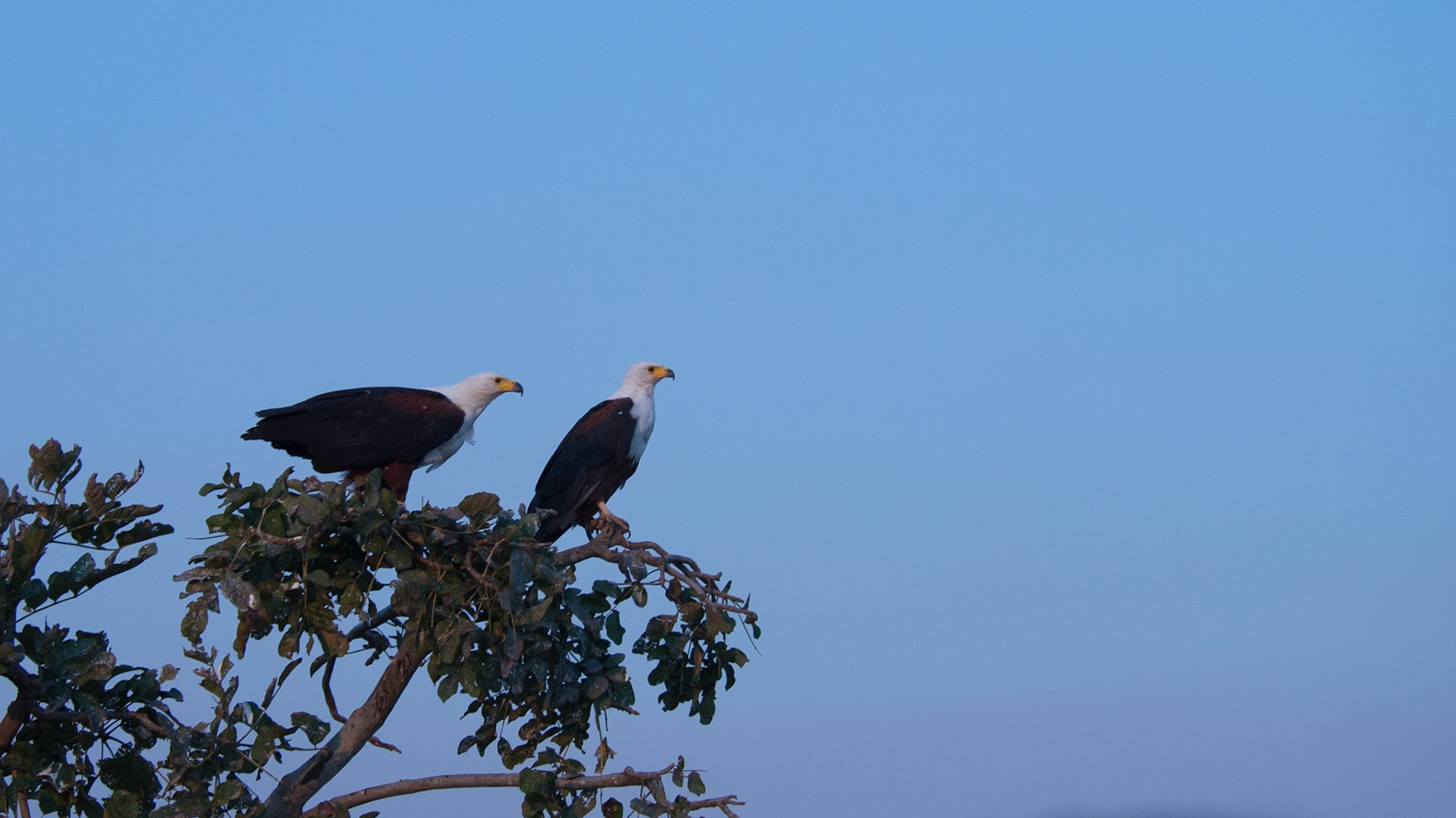Liwonde, Southern Region, Malawi [Aug 2016]