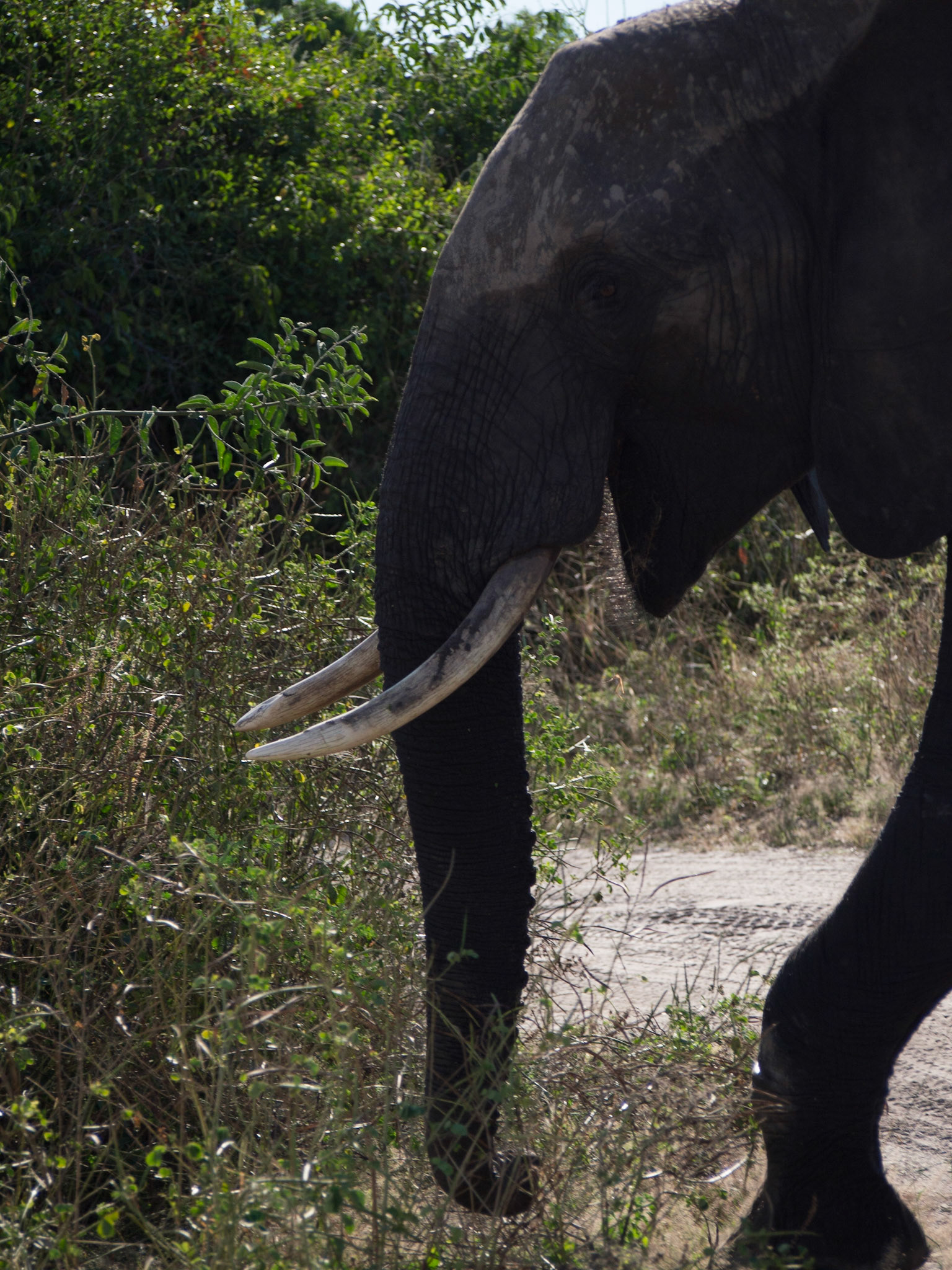 , North West, Botswana [Apr 2014]