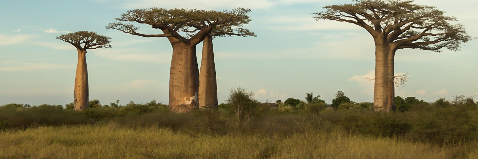 Morondava, Menabe, Madagascar [Apr 2019]
