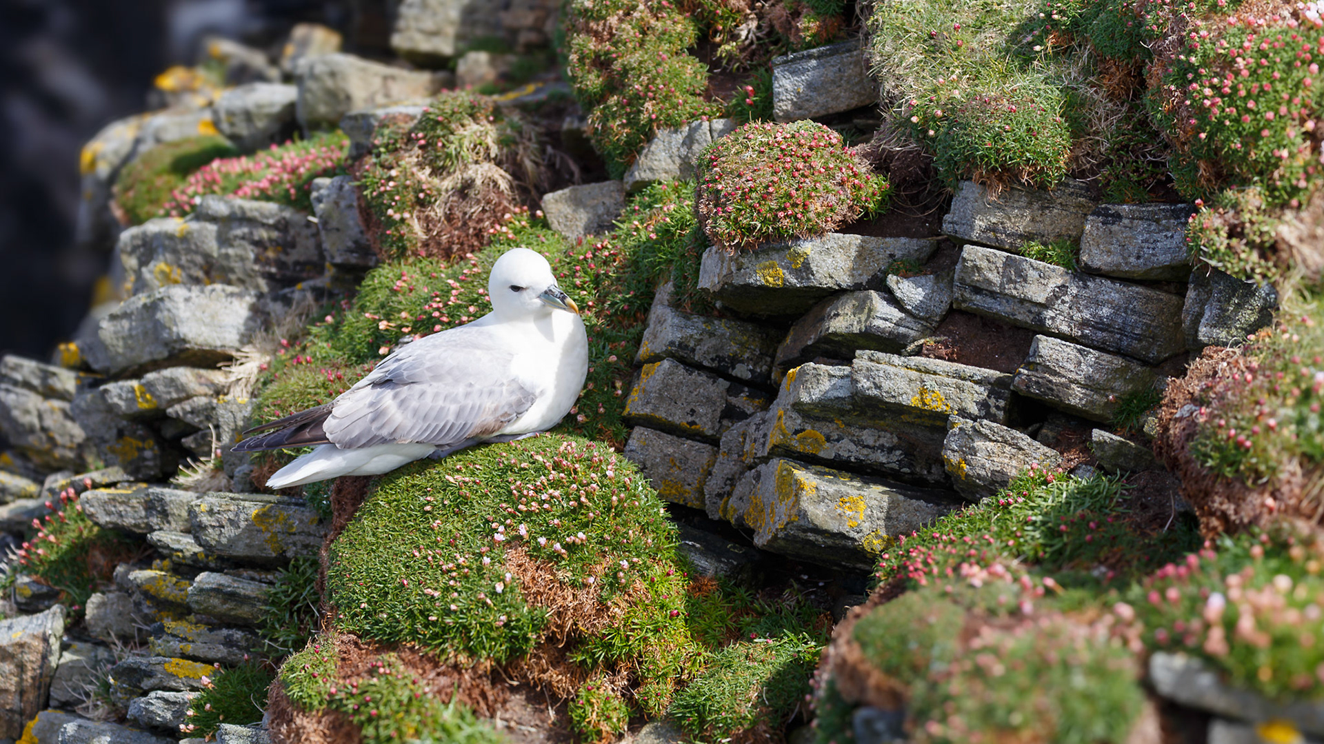 Isle of Lewis, Scotland, United Kingdom [May 2026]
