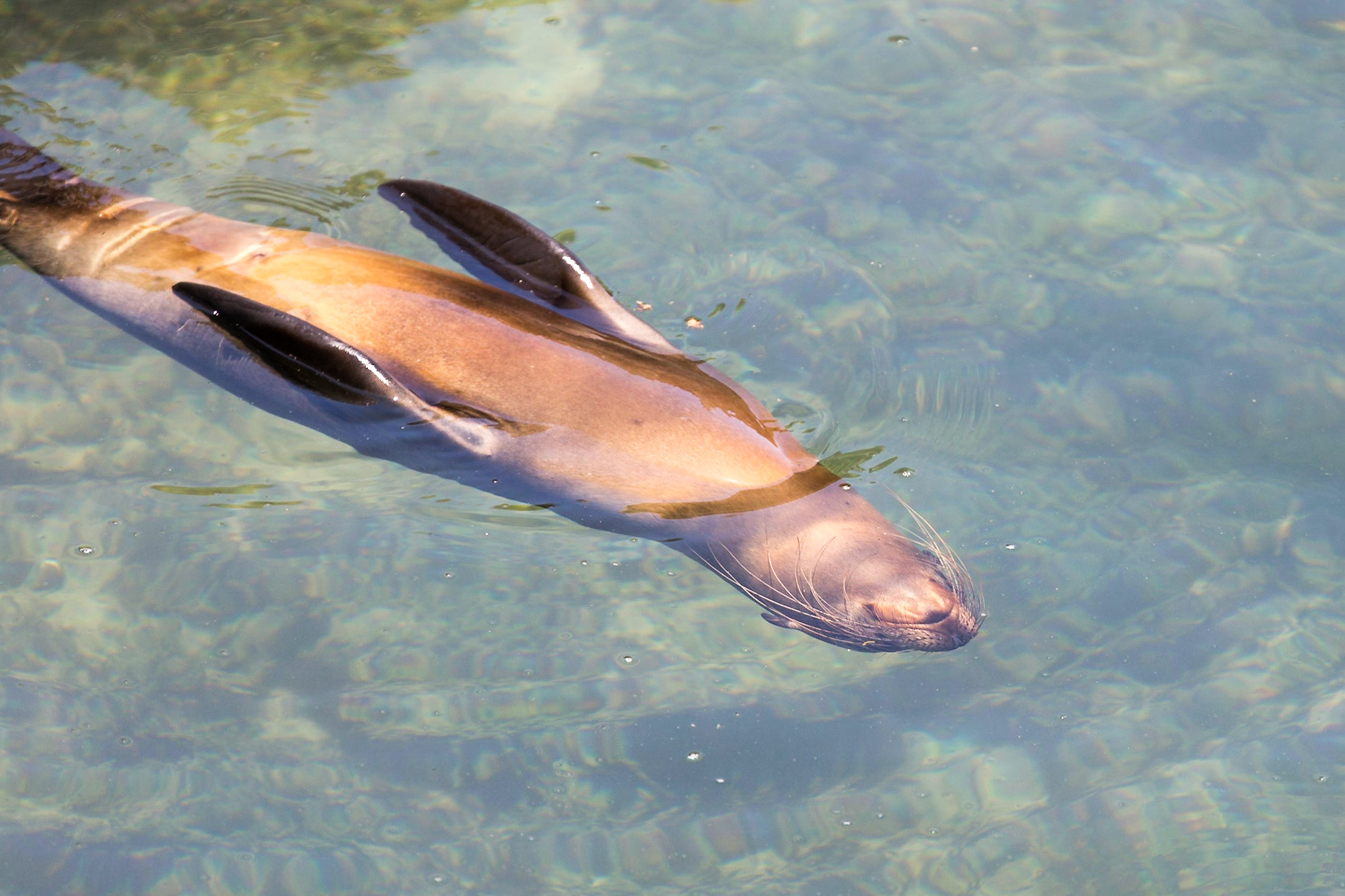 Isabela Canton, Galápagos, Ecuador [Apr 2022]