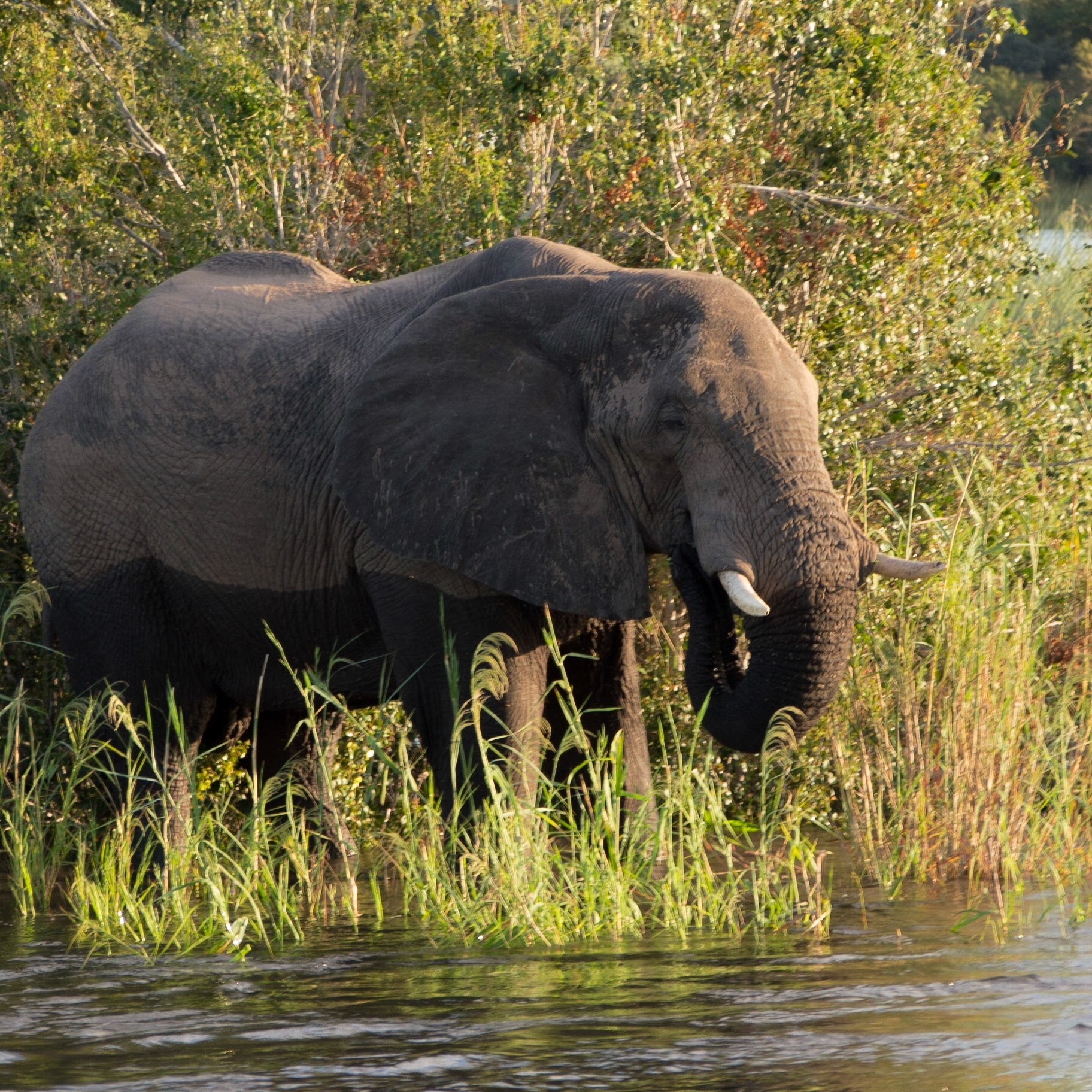 Victoria Falls, Matabeleland North, Zimbabwe [Apr 2014]