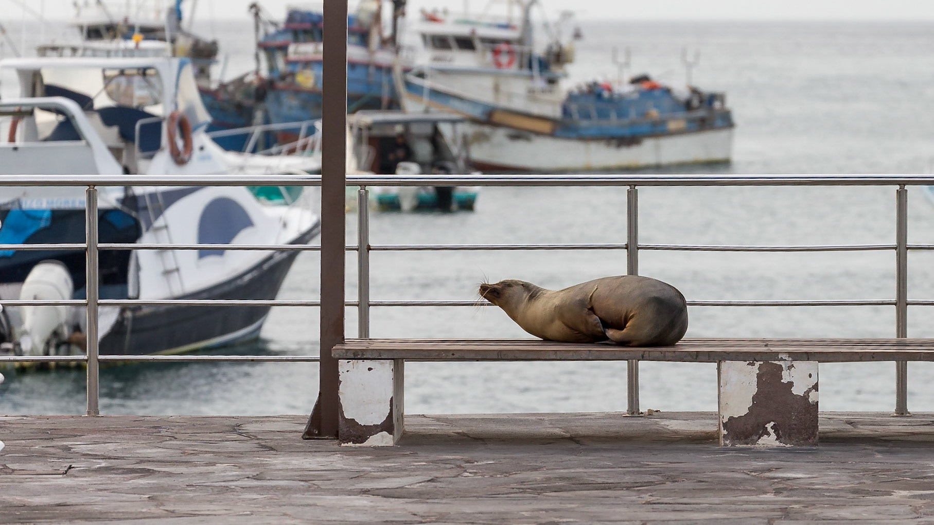 San Cristóbal Canton, Galápagos, Ecuador [Mar 2022]