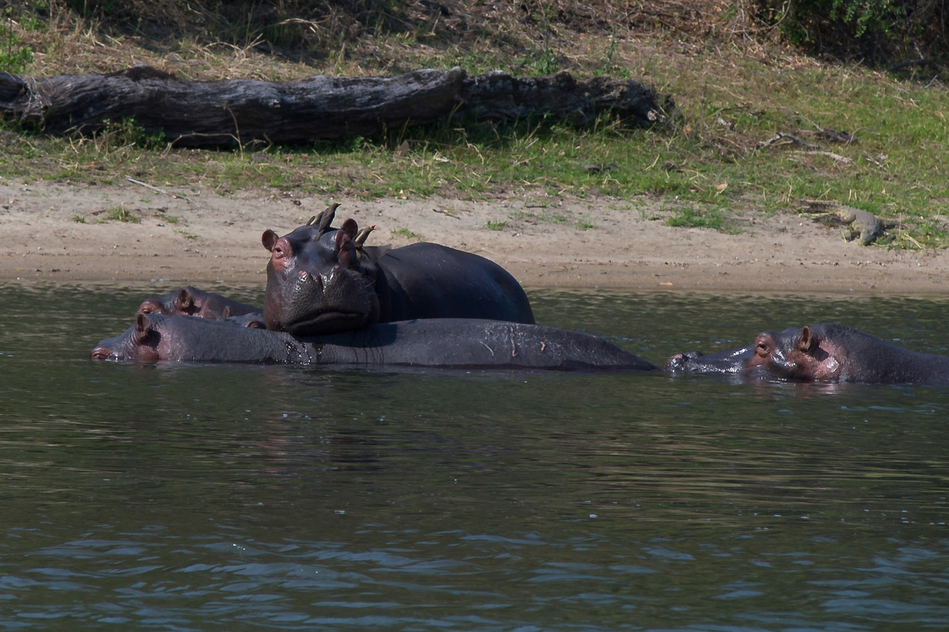 Liwonde, Southern Region, Malawi [Aug 2016]
