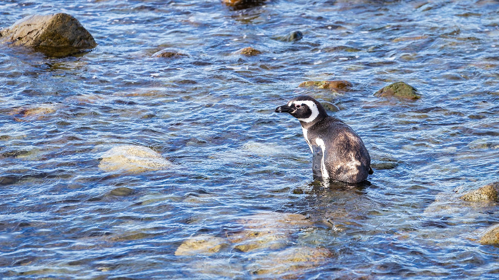 Punta Arenas, Magellan and the Chilean Antarctic, Chile [Jan 2024]