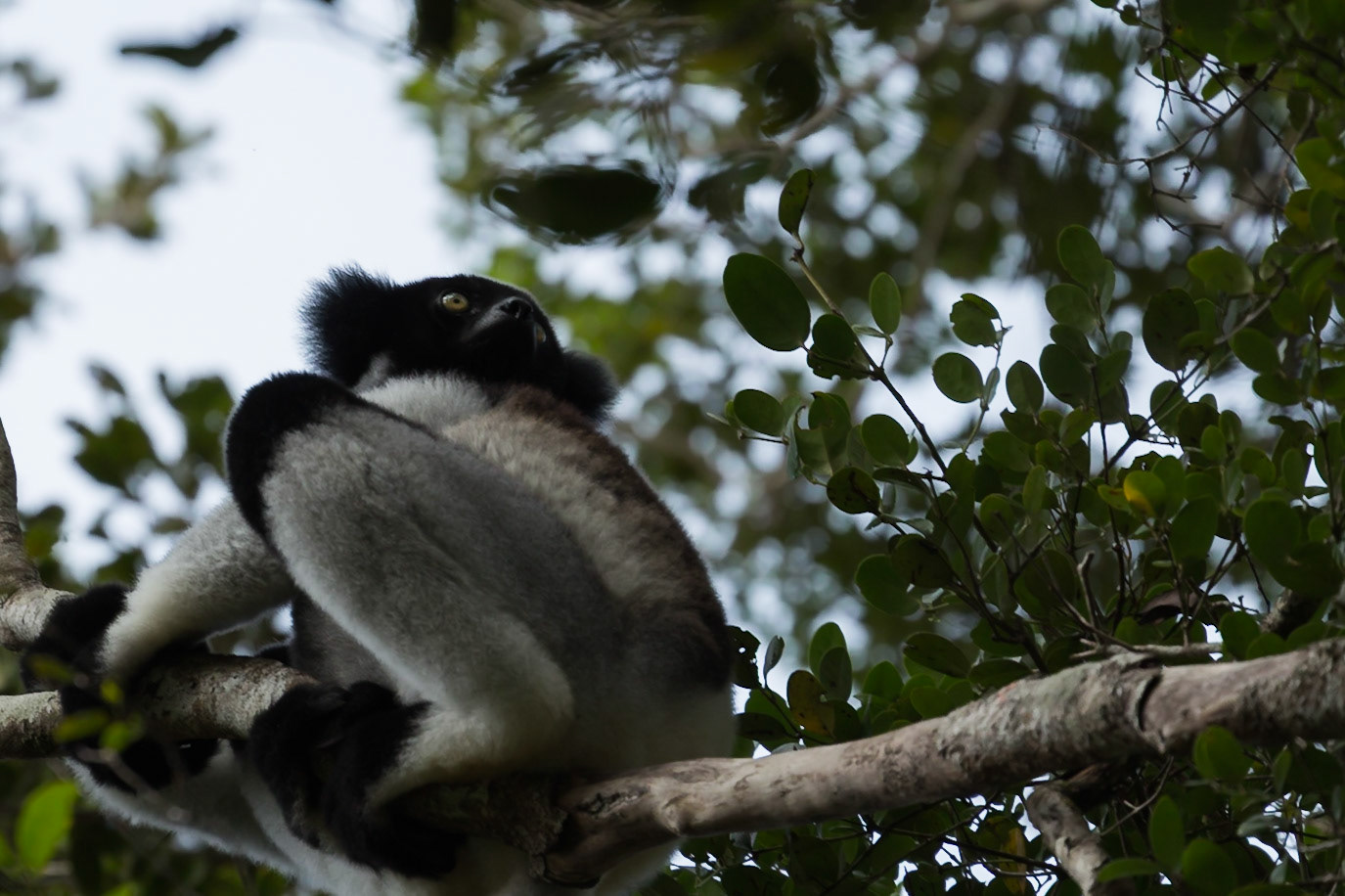 Andasibe, Analamazaotra, Madagascar [Apr 2019]