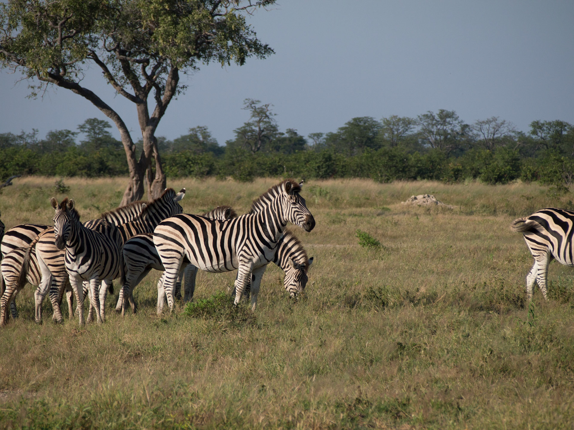 , North West, Botswana [Apr 2014]