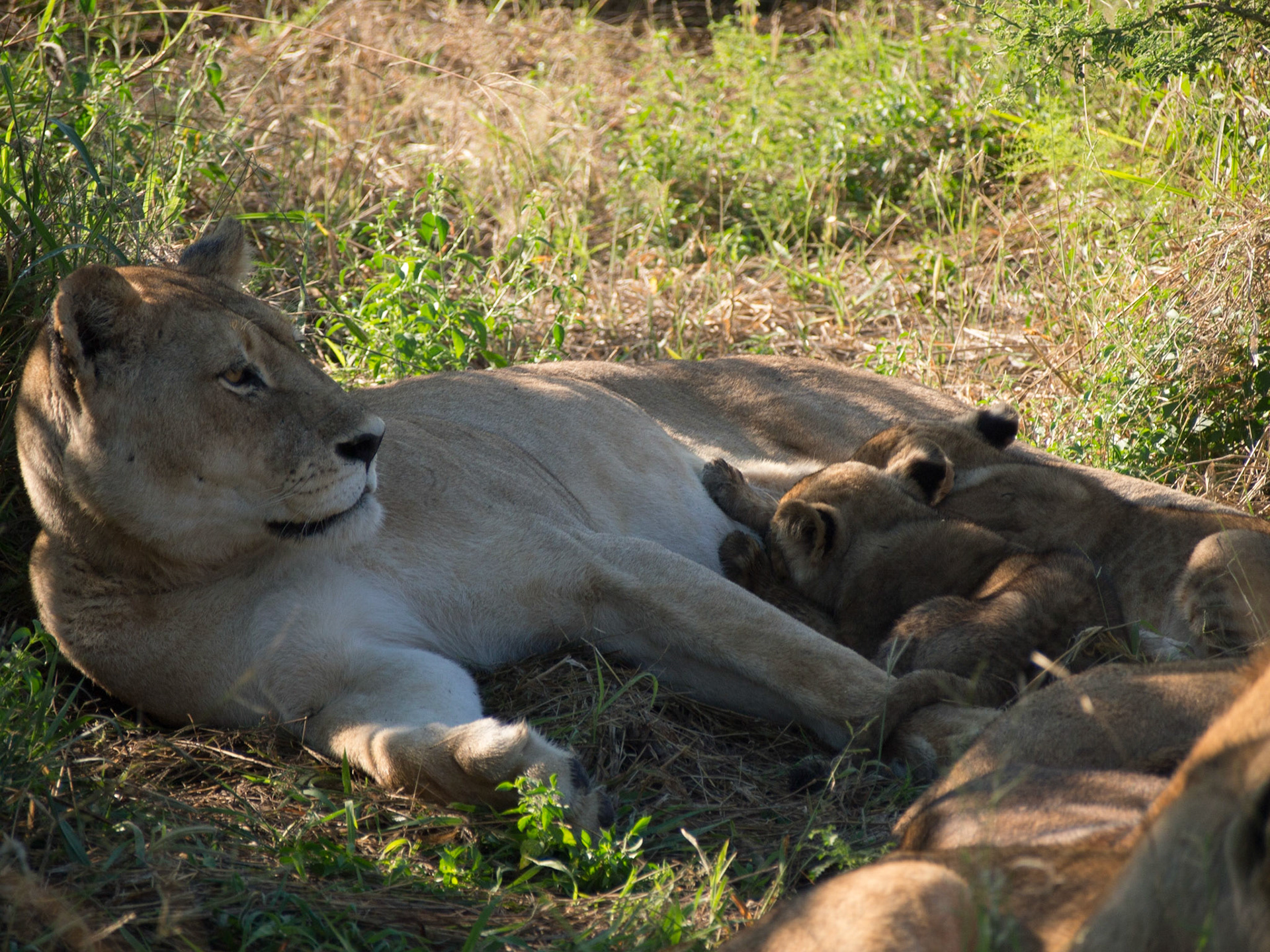 , North West, Botswana [Apr 2014]