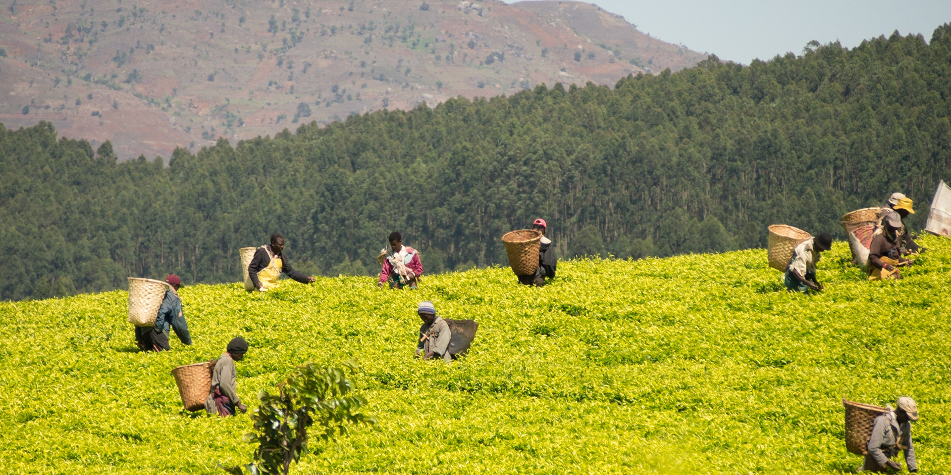 Thyolo, Southern Region, Malawi [Aug 2016]