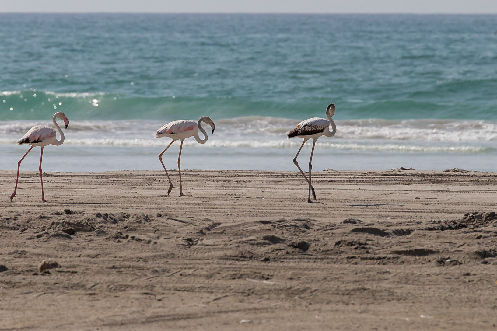 Taqah, Dhofar Governorate, Oman [Mar 2018]