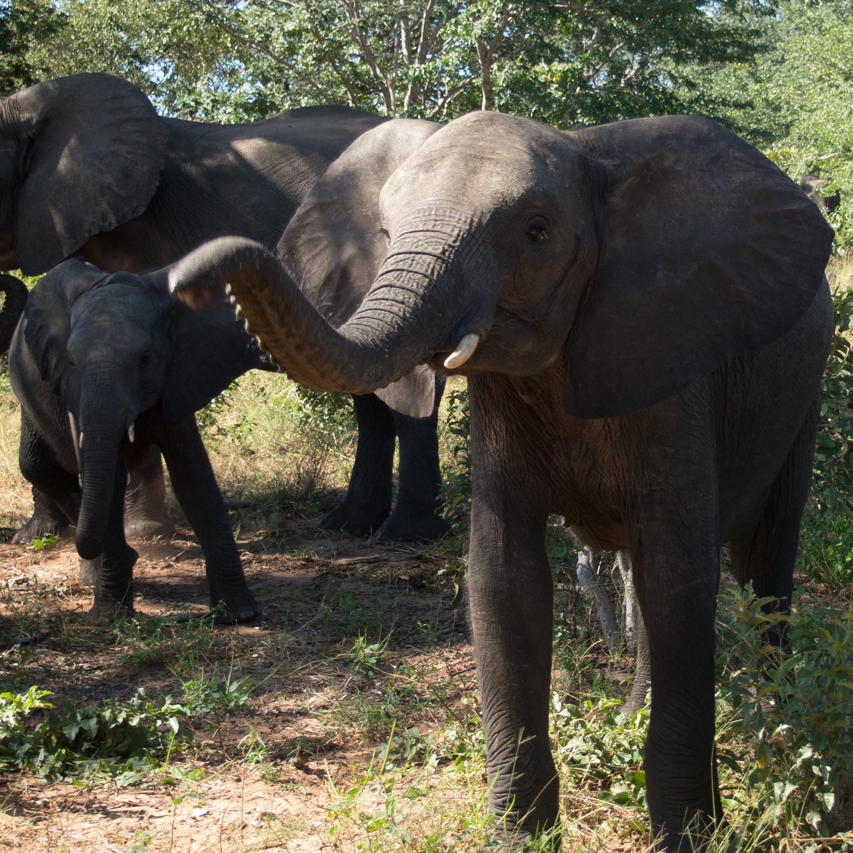 , North West, Botswana [Apr 2014]
