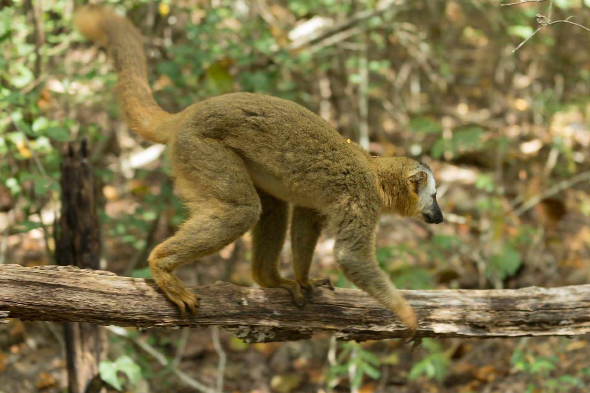 Kirindy, Toliara, Madagascar [Apr 2019]