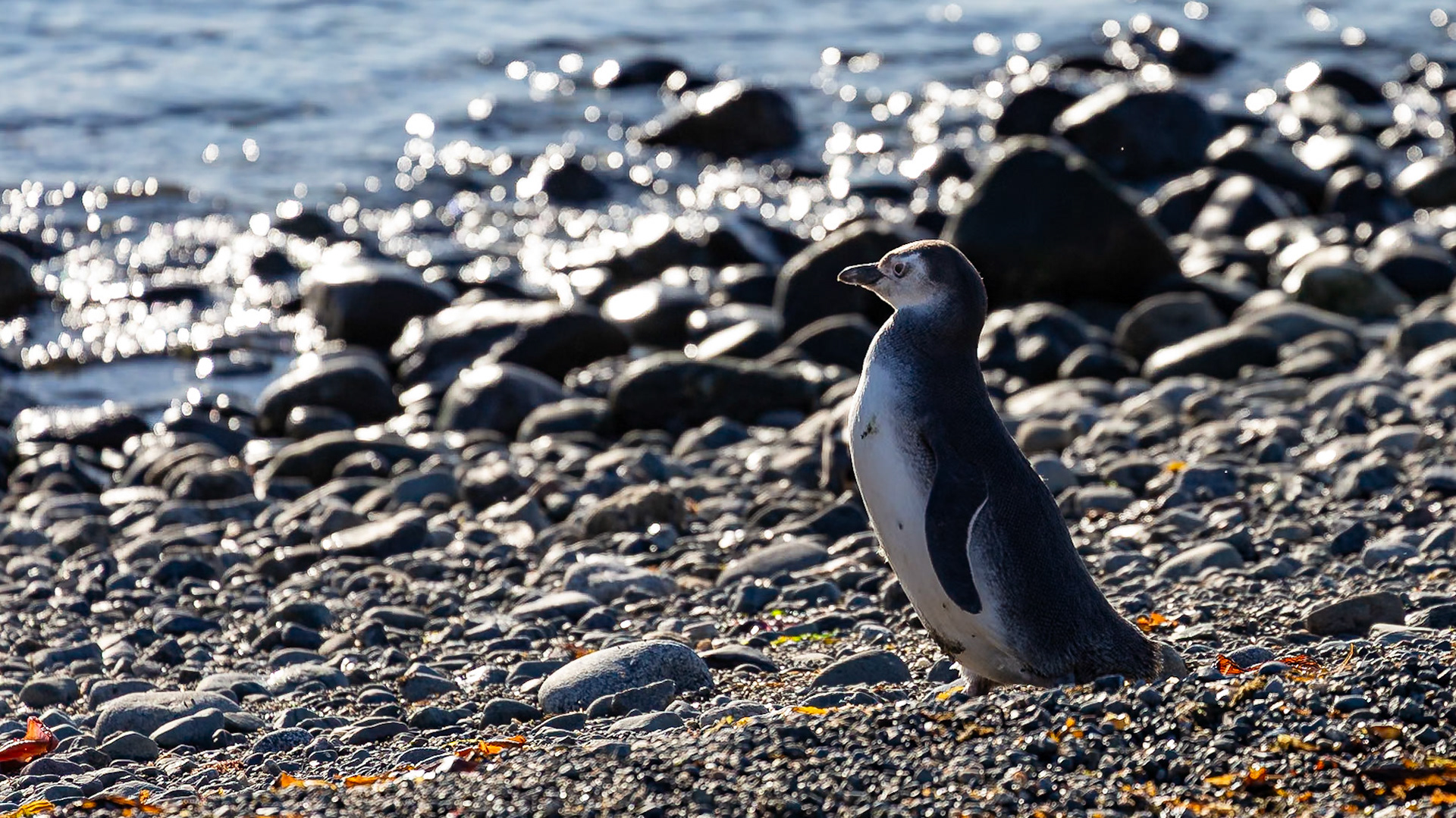Punta Arenas, Magellan and the Chilean Antarctic, Chile [Jan 2024]