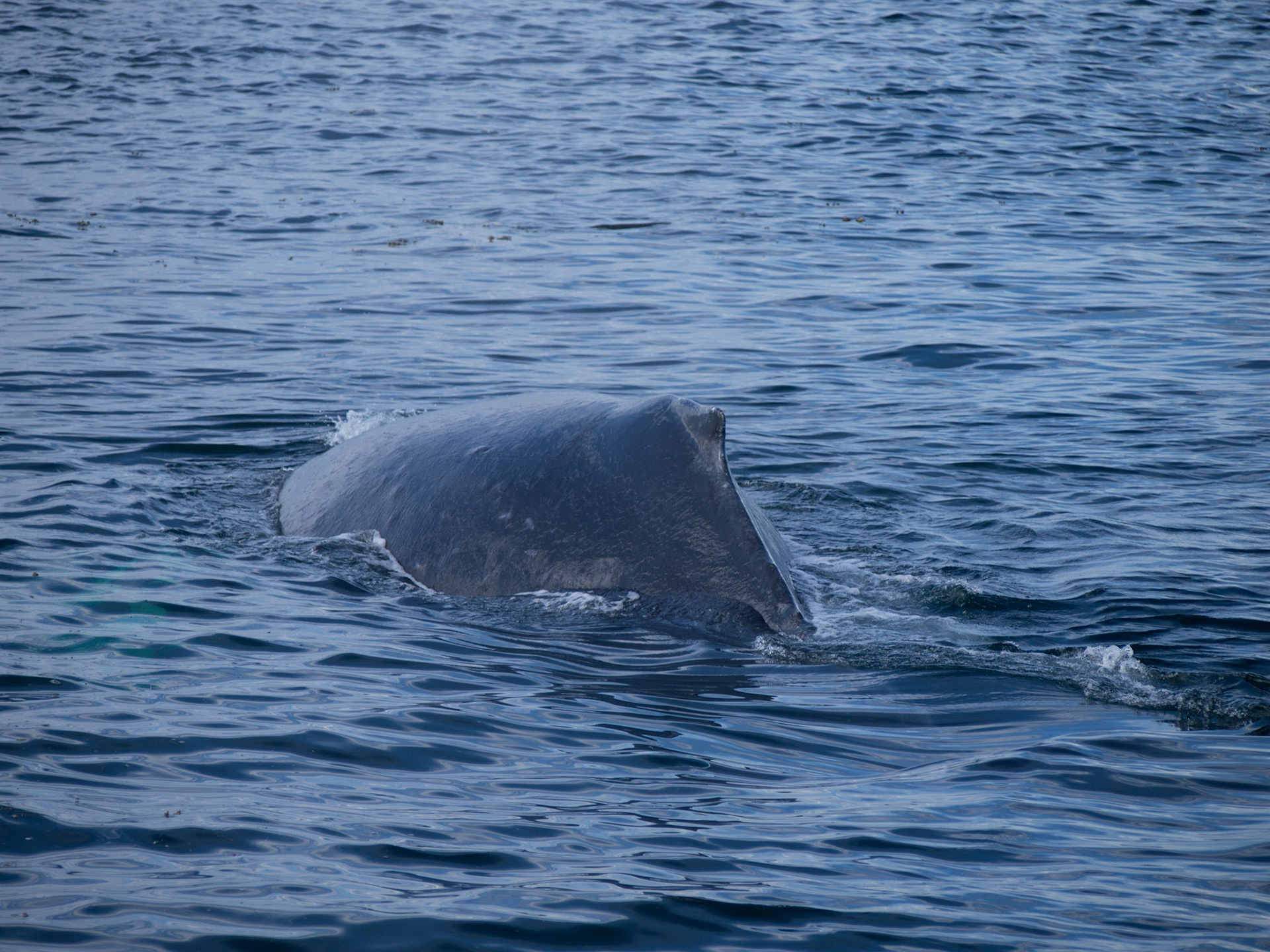 Vancouver Island, British Columbia, Canada [Aug 2014]