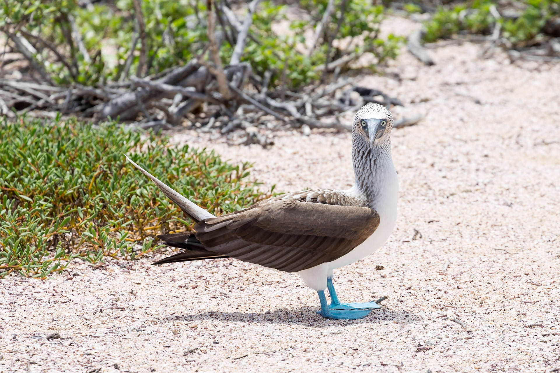 Santa Cruz Canton, Galápagos, Ecuador [Apr 2022]