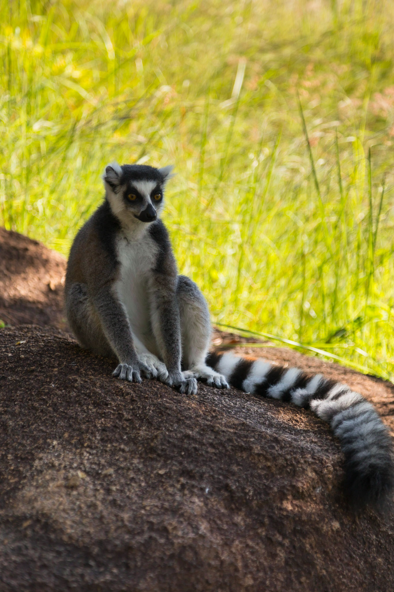 Camp Catta, Haute Matsiatra, Madagascar [Apr 2019]