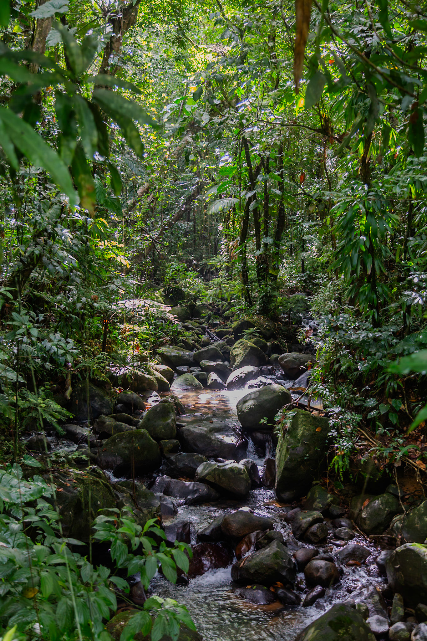 Cascade aux Ecrevisses, Petit-Bourg, Basse-Terre, Guadeloupe [Jan 2025]