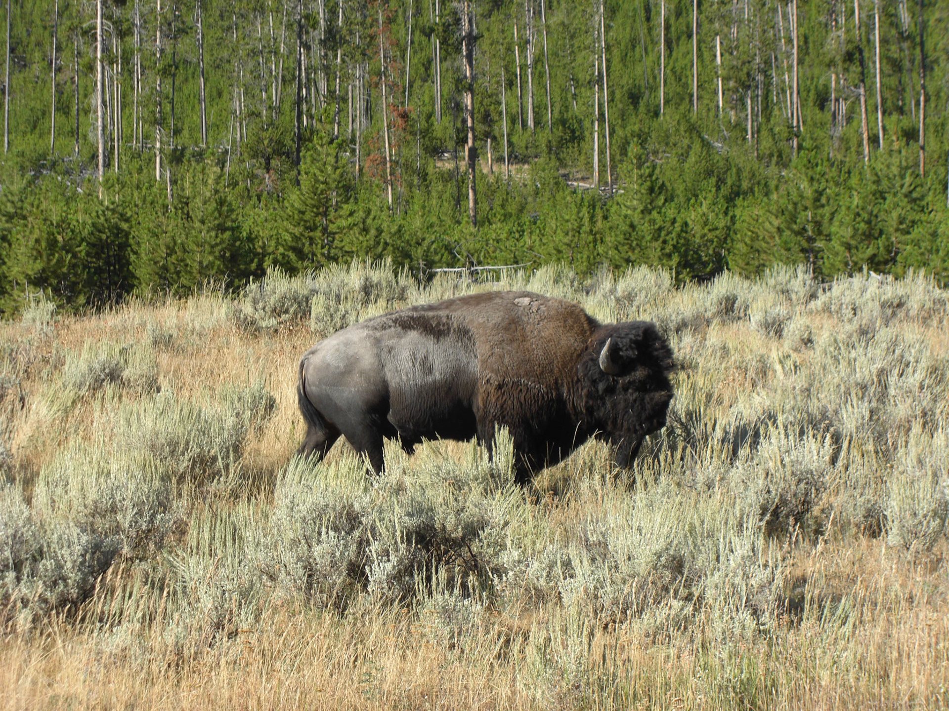 Yellowstone National Park, Wyoming, United States [Aug 2008]