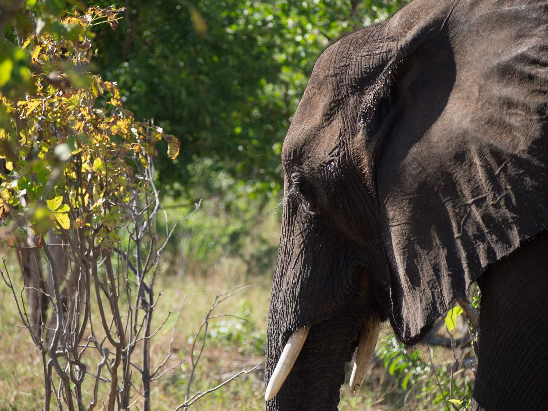 , North West, Botswana [Apr 2014]