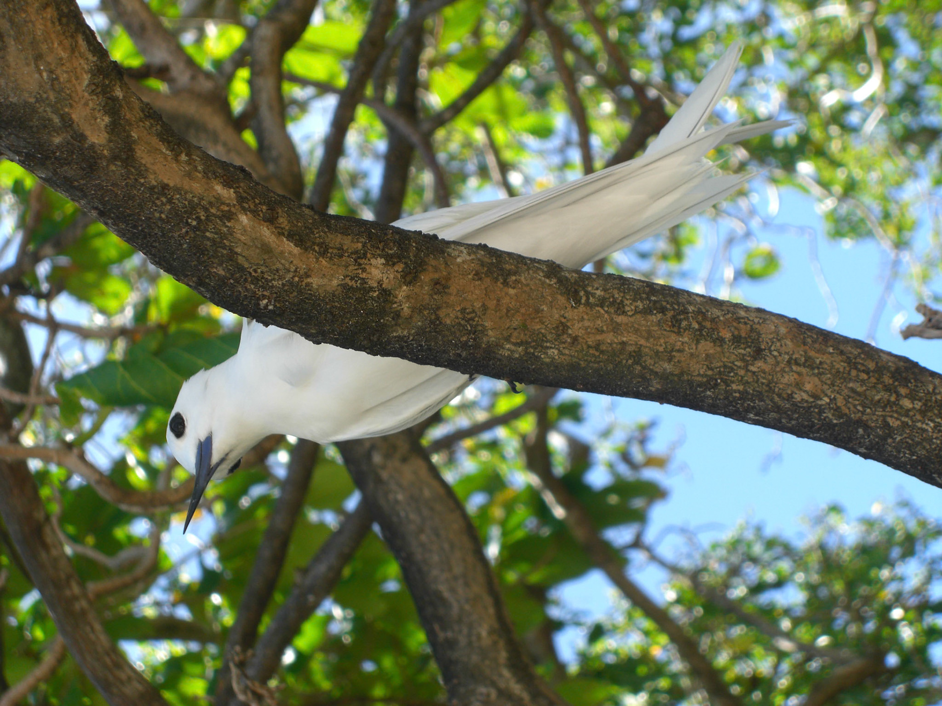 , Port Glaud, Seychelles [Apr 2012]