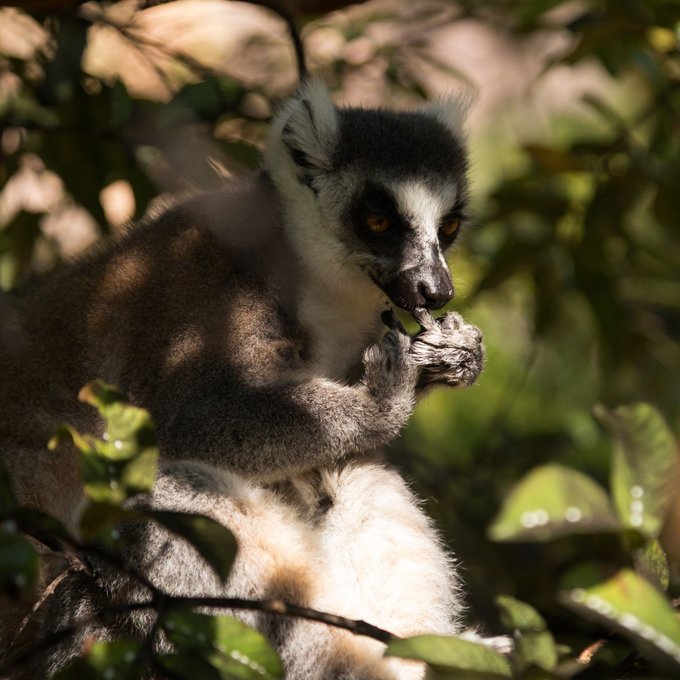 Camp Catta, Haute Matsiatra, Madagascar [Apr 2019]