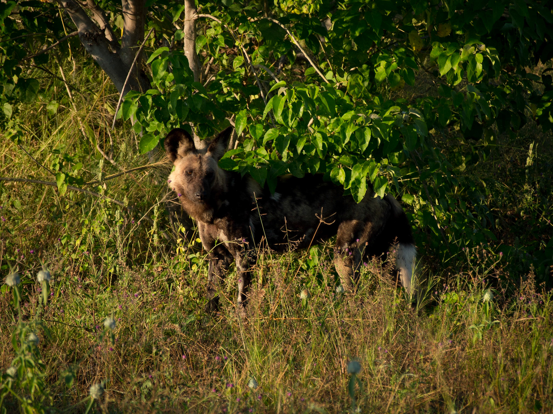 , North West, Botswana [Apr 2014]
