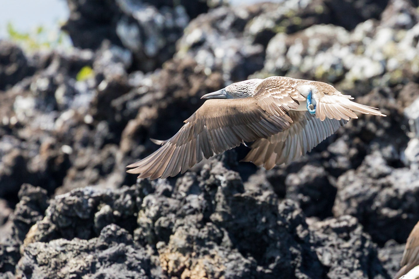 Isabela Canton, Galápagos, Ecuador [Apr 2022]