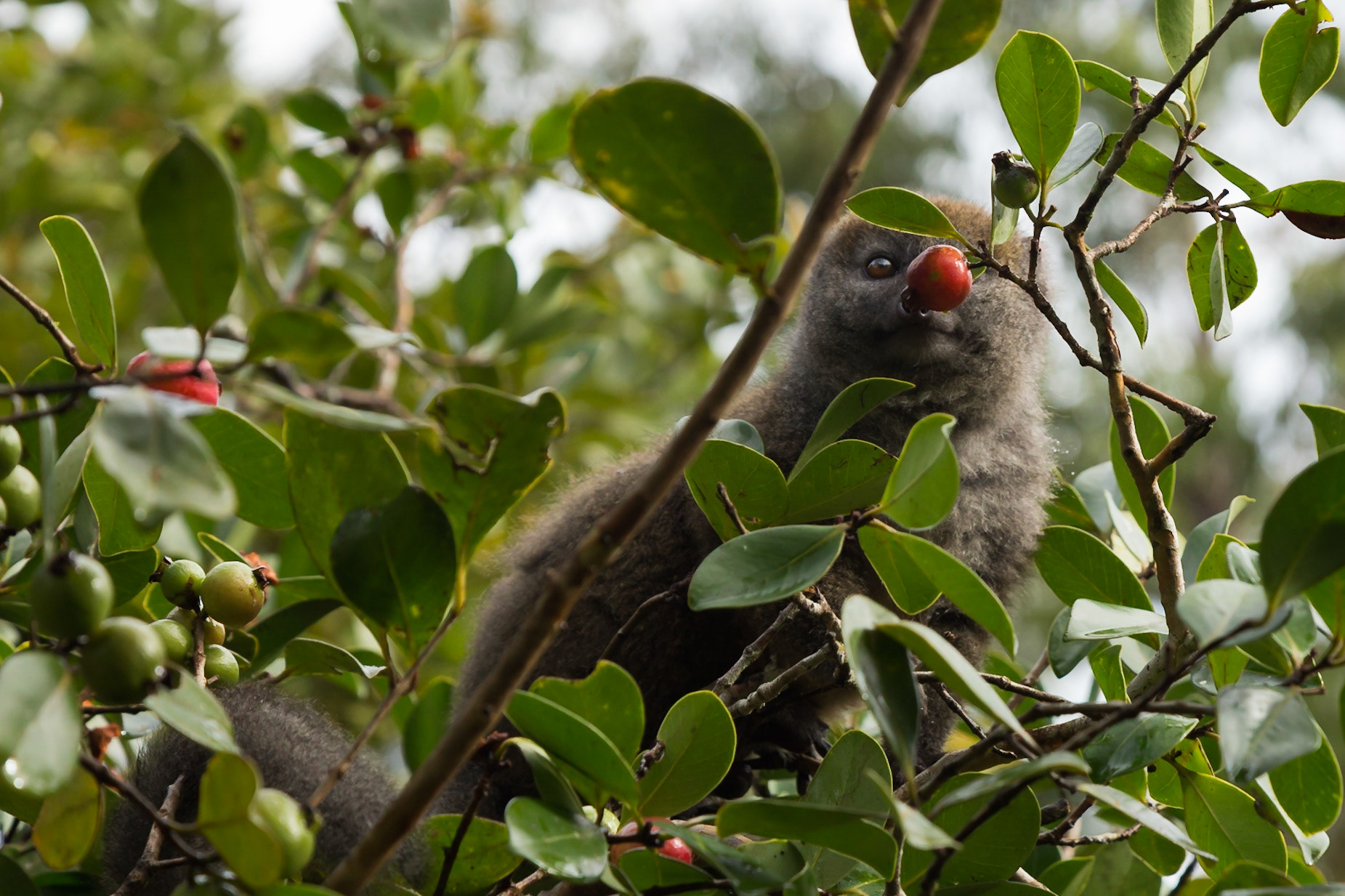 Vakona, Andasibe-Mantadia, Madagascar [Apr 2019]