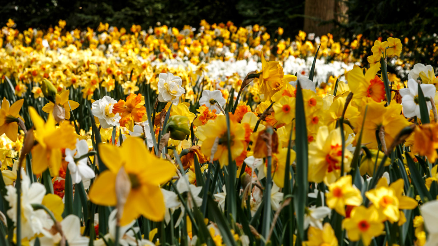 Lisse, South Holland, Netherlands [Apr 2025]
