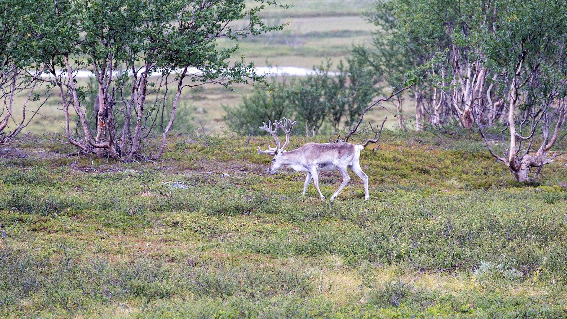 Kvalsund, Finnmark, Norway [Aug 2022]