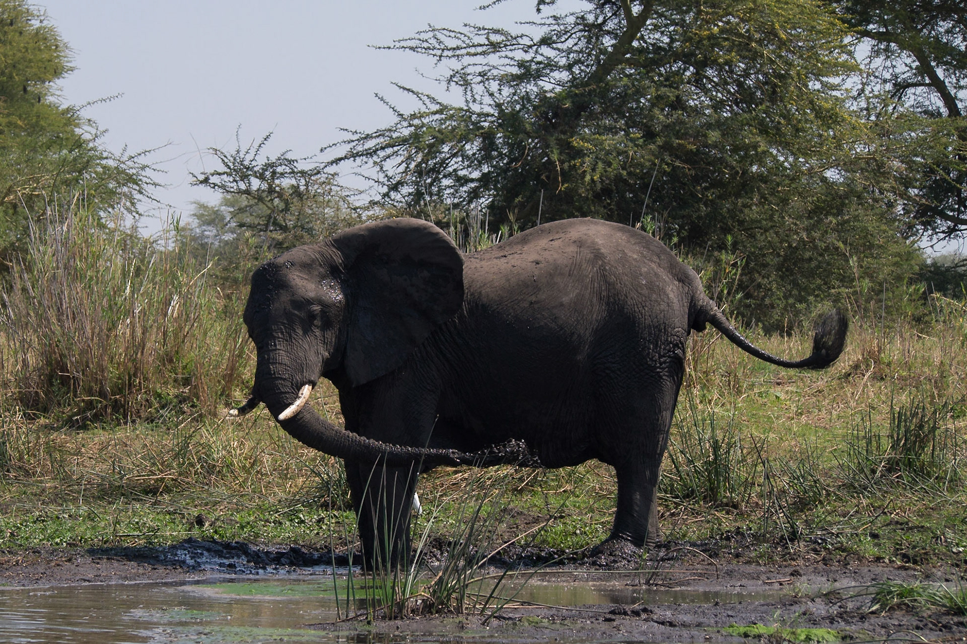 Liwonde, Southern Region, Malawi [Aug 2016]