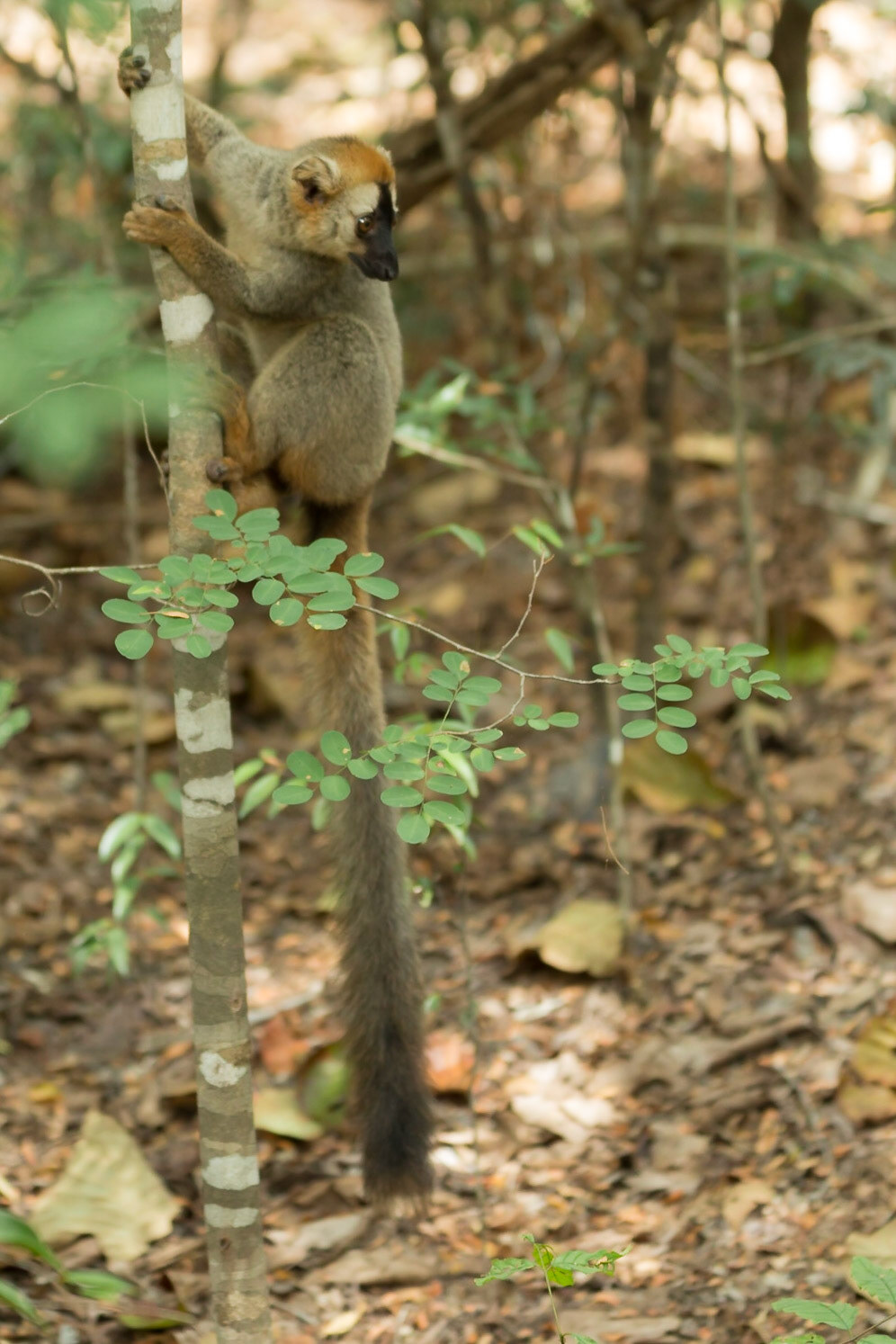 Kirindy, Toliara, Madagascar [Apr 2019]