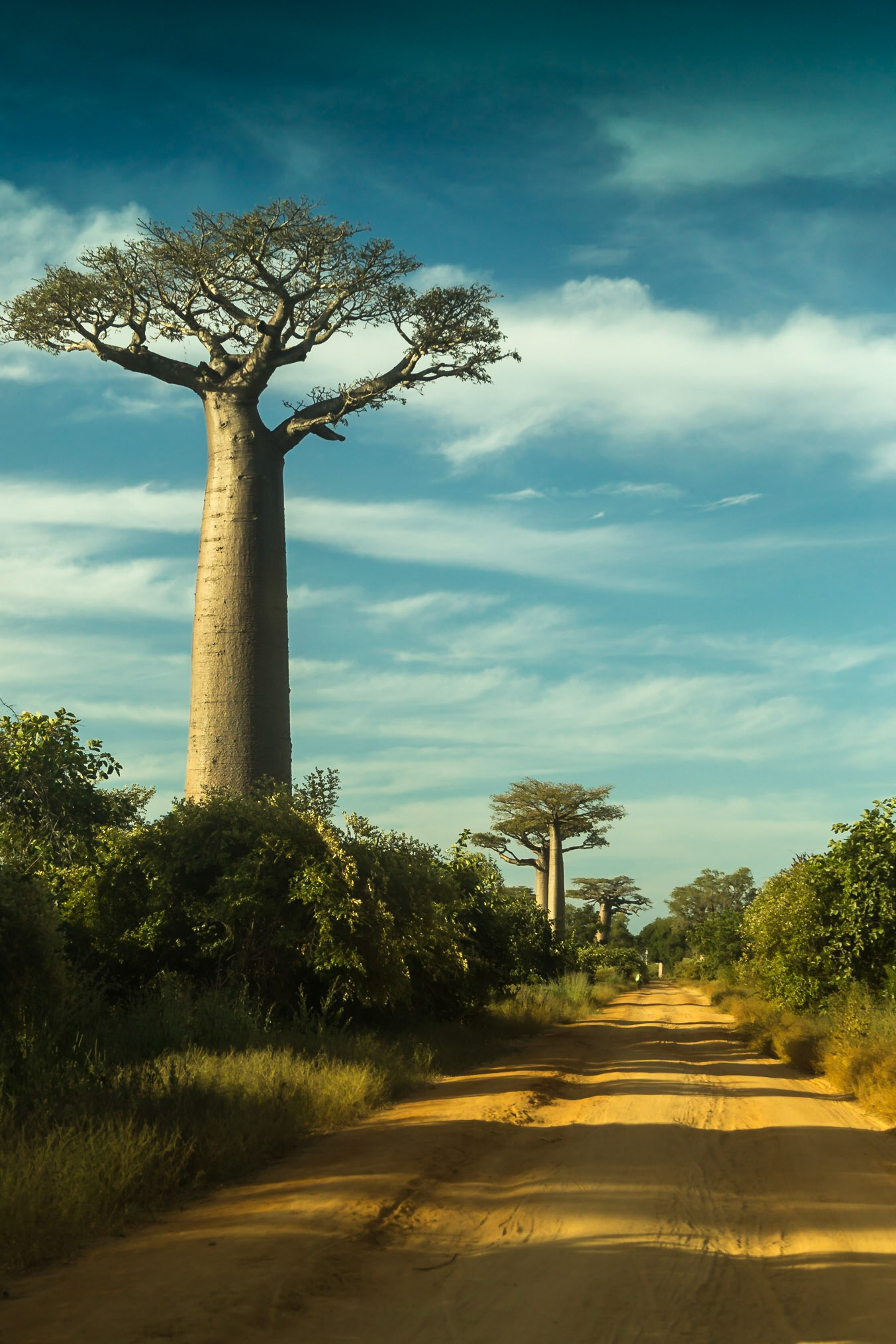Morondava, Menabe, Madagascar [Apr 2019]
