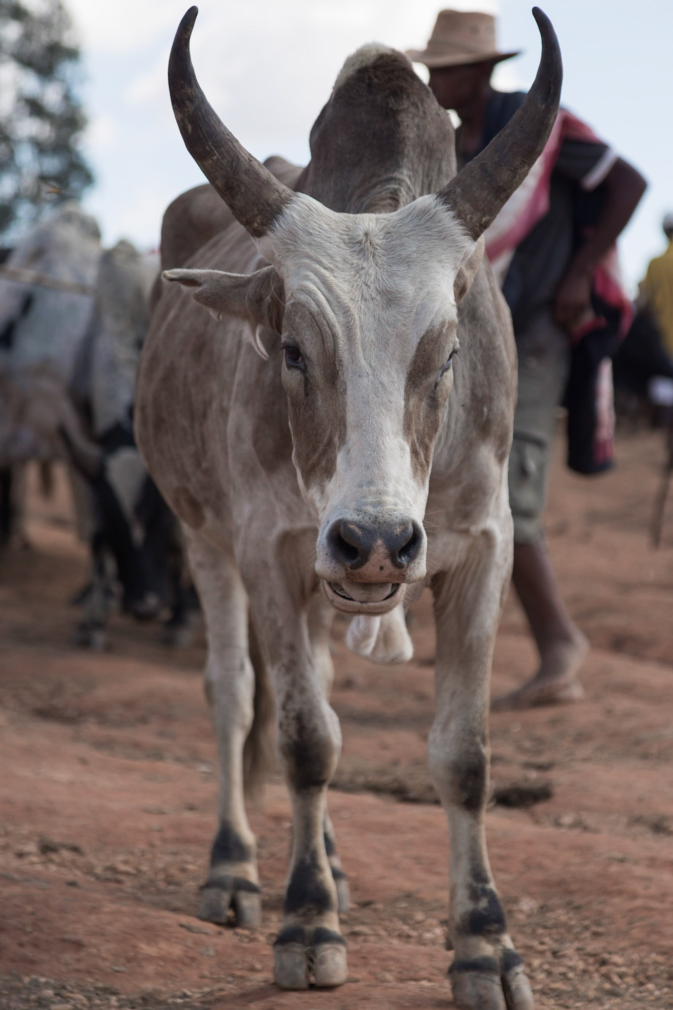 Ambalavao, Haute Matsiatra, Madagascar [Apr 2019]