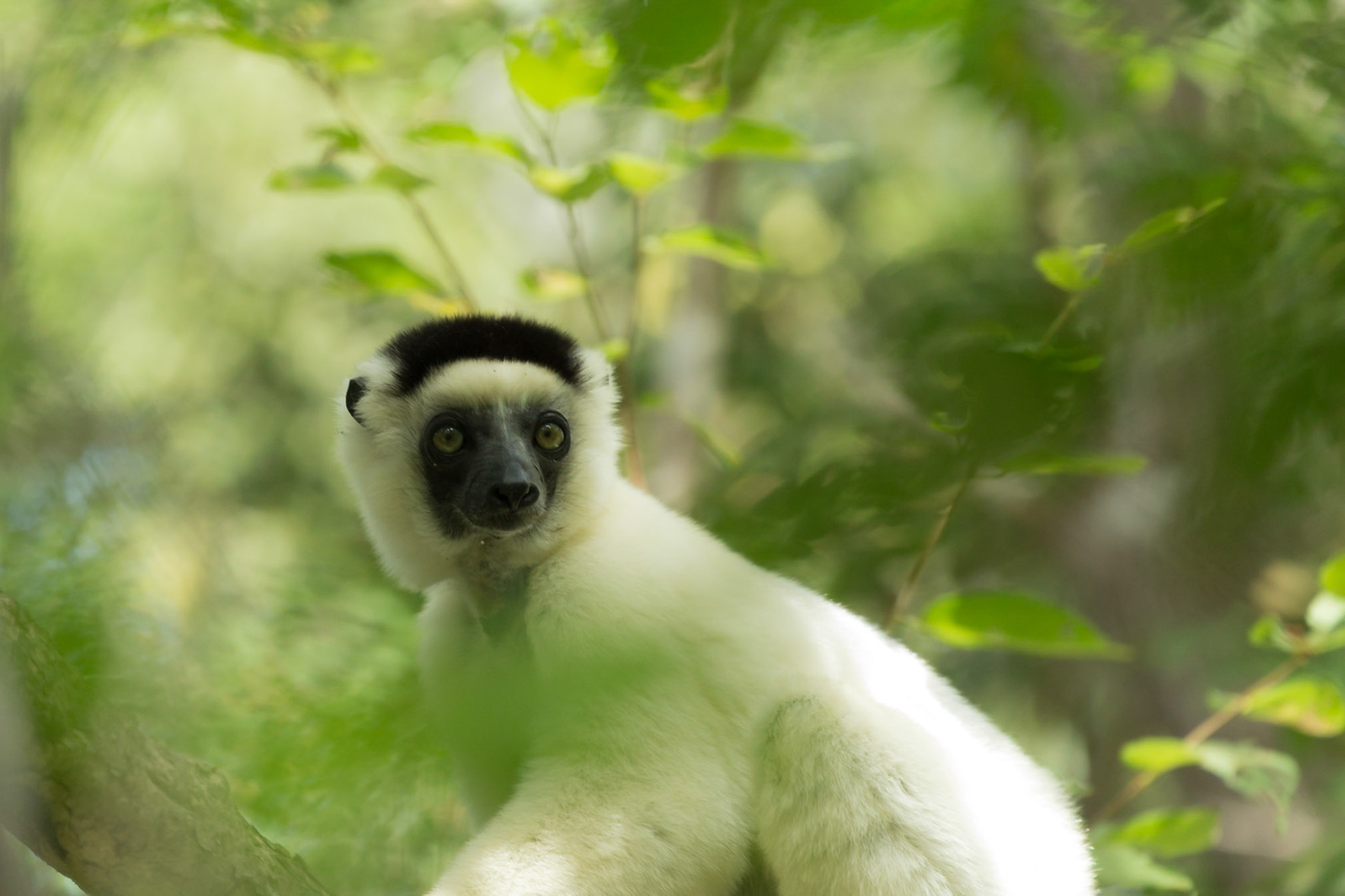 Kirindy, Toliara, Madagascar [Apr 2019]