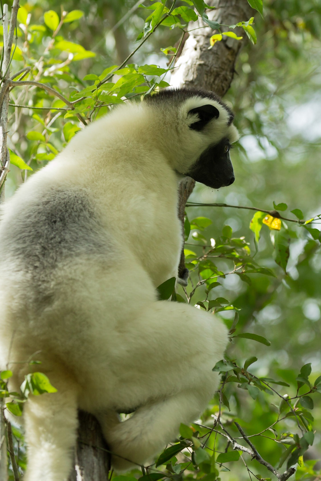 Kirindy, Toliara, Madagascar [Apr 2019]