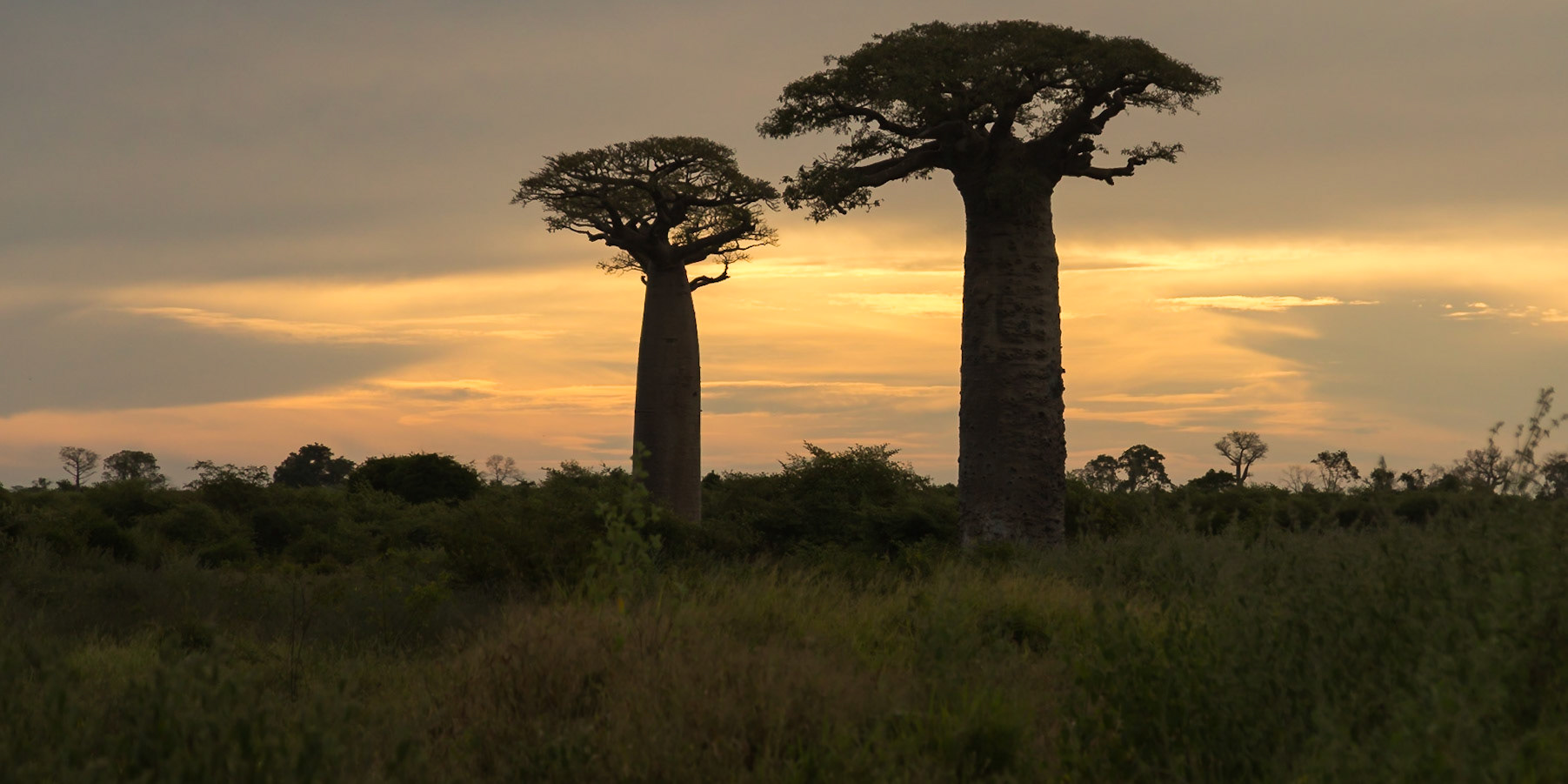 Morondava, Menabe, Madagascar [Apr 2019]