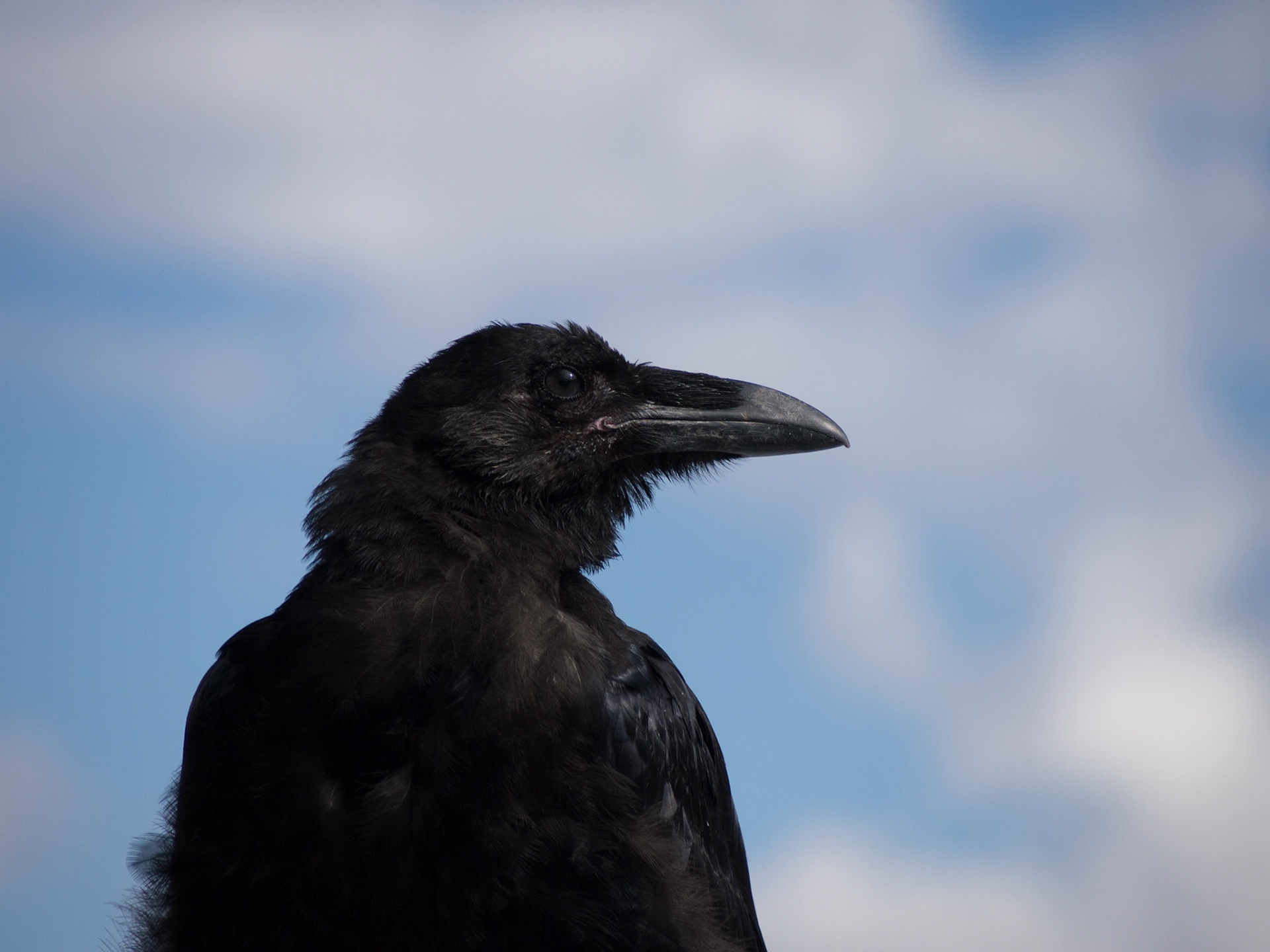 , Alberta, Canada [Aug 2014]