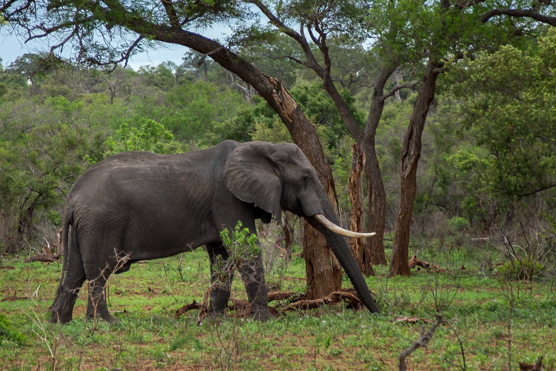 Kruger Park, Mpumalanga, South Africa [Mar 2016]