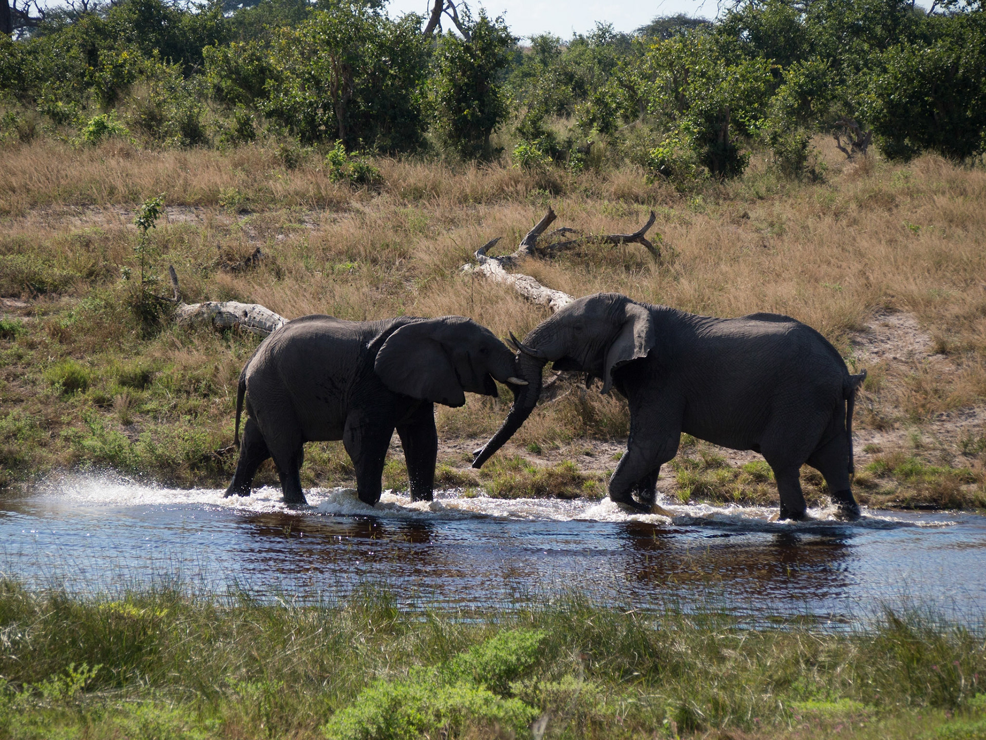 Kachikau, Chobe, Botswana [Apr 2014]