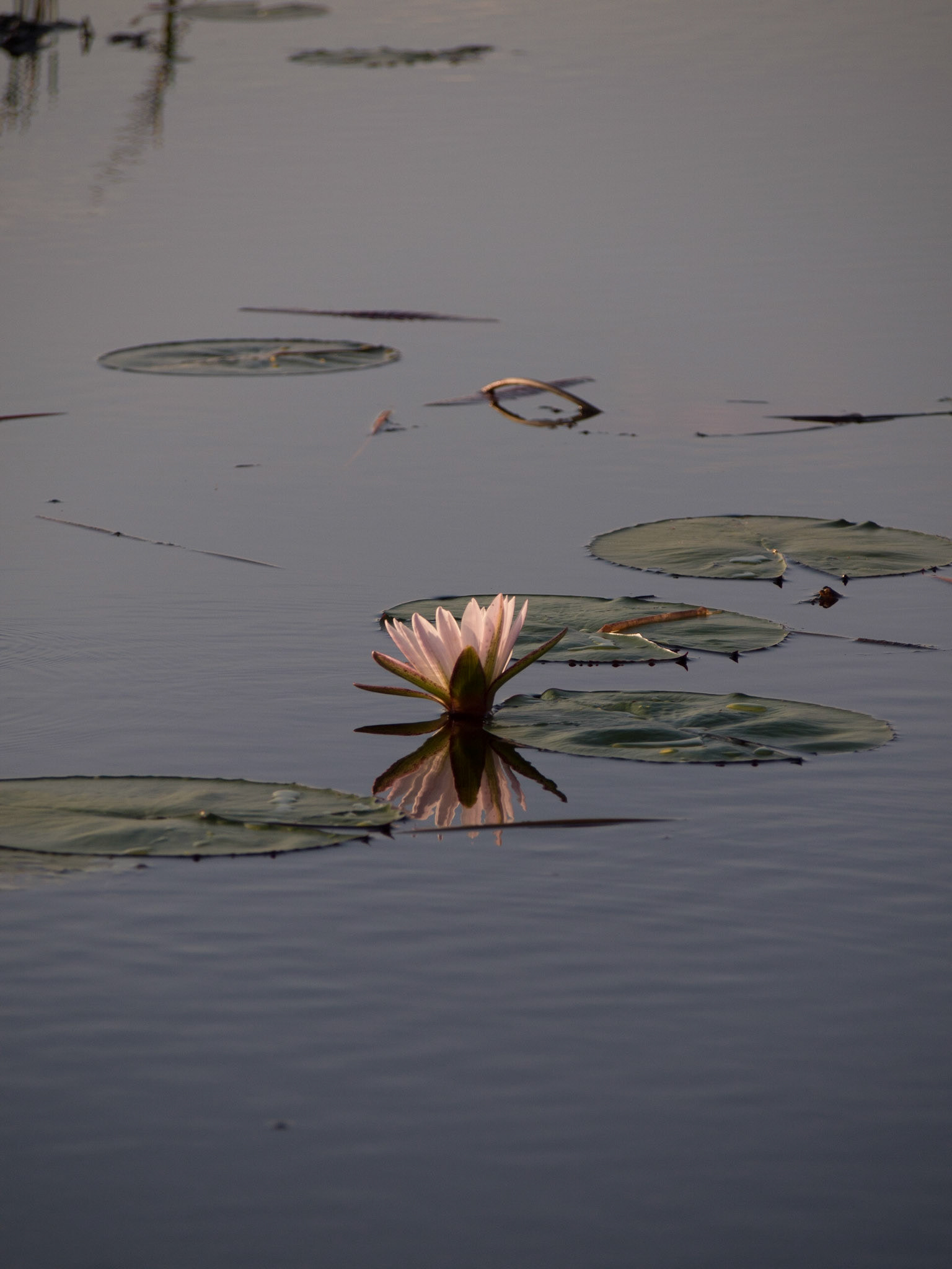 , North West, Botswana [Apr 2014]