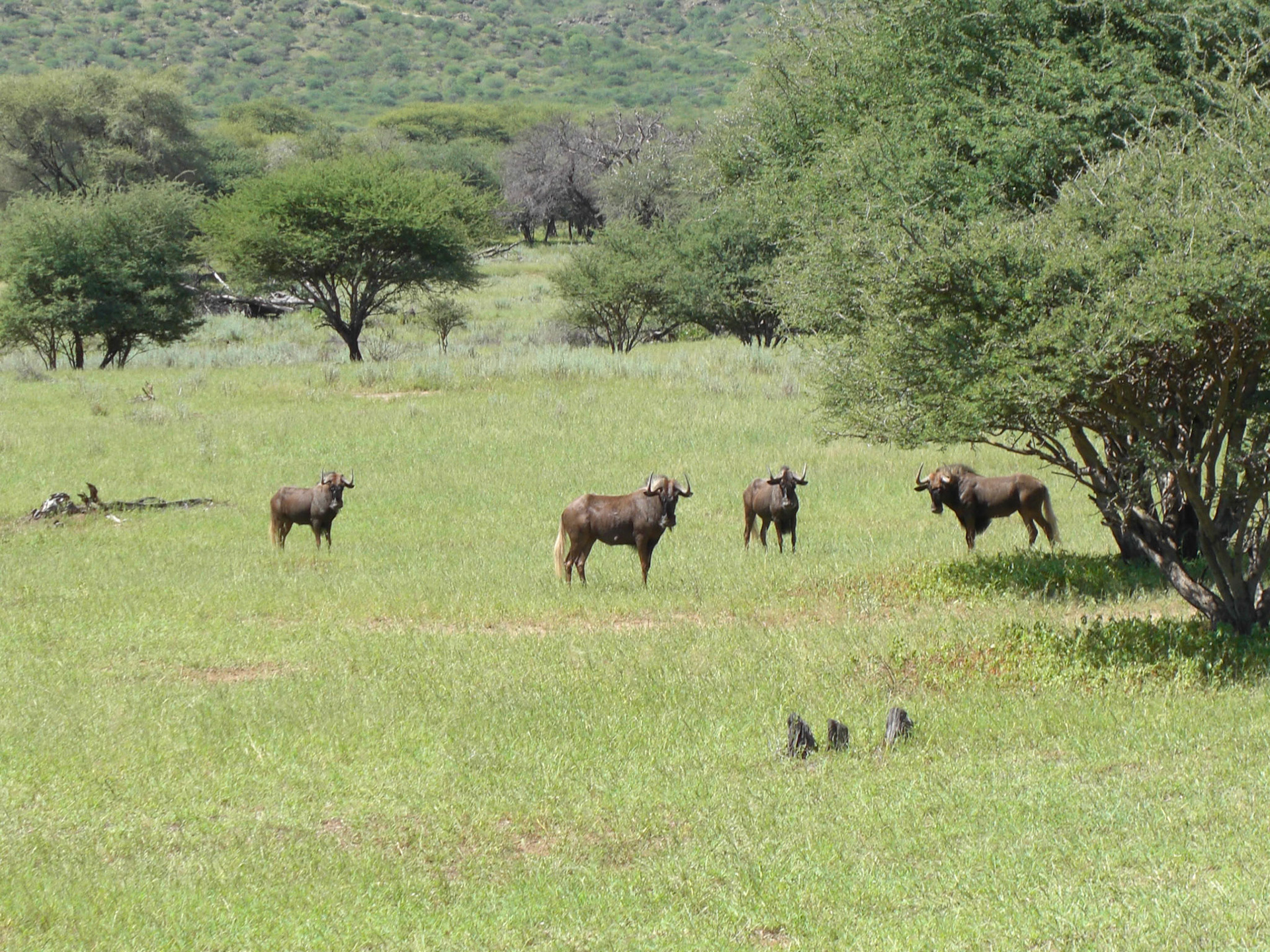 , Khomas, Namibia [Apr 2010]