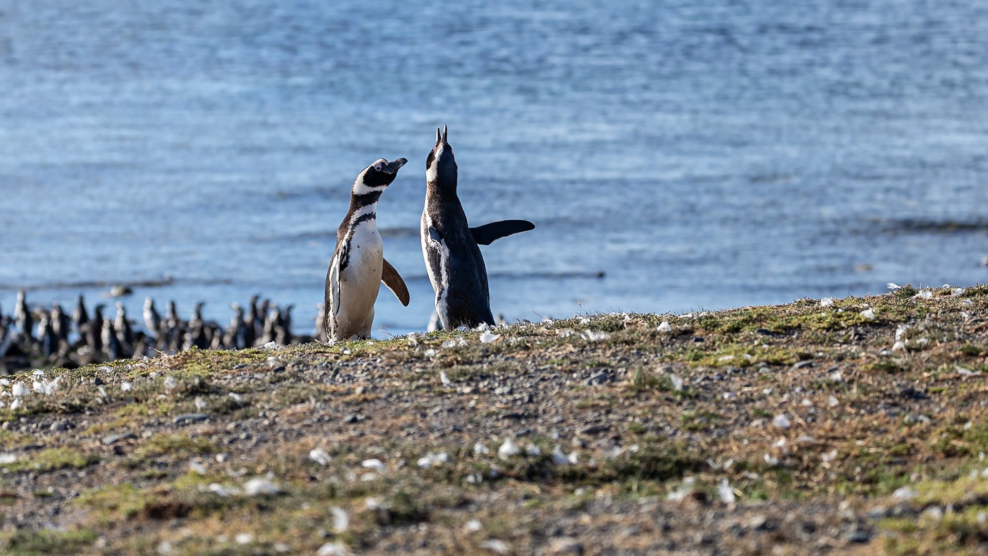 Punta Arenas, Magellan and the Chilean Antarctic, Chile [Jan 2024]