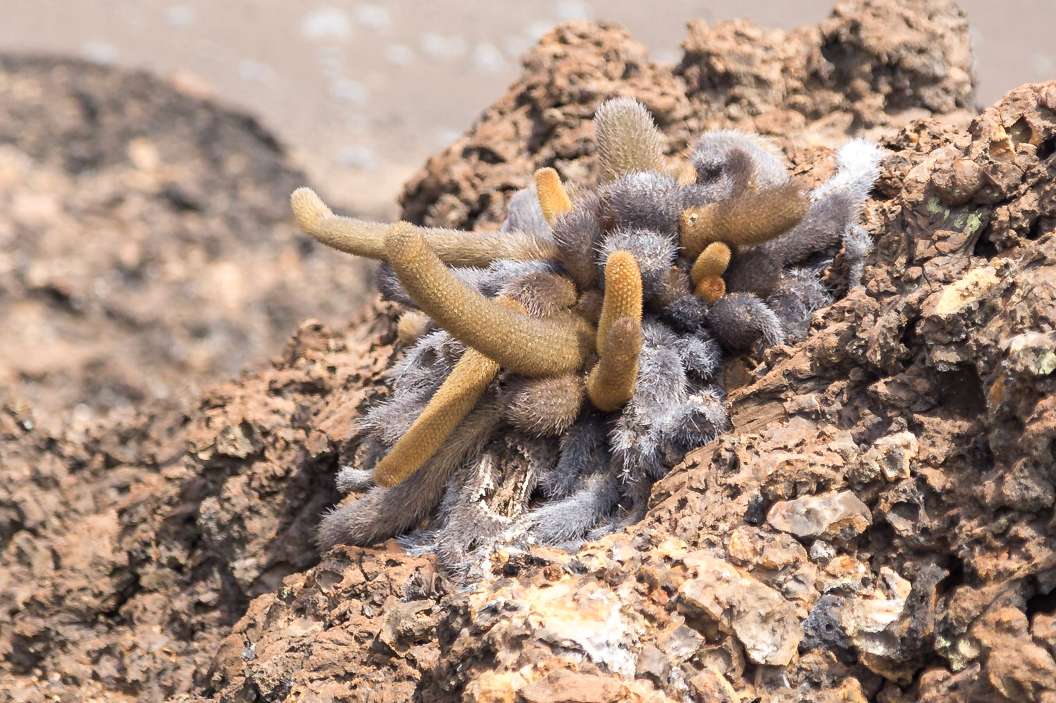 Santa Cruz Canton, Galápagos, Ecuador [Apr 2022]
