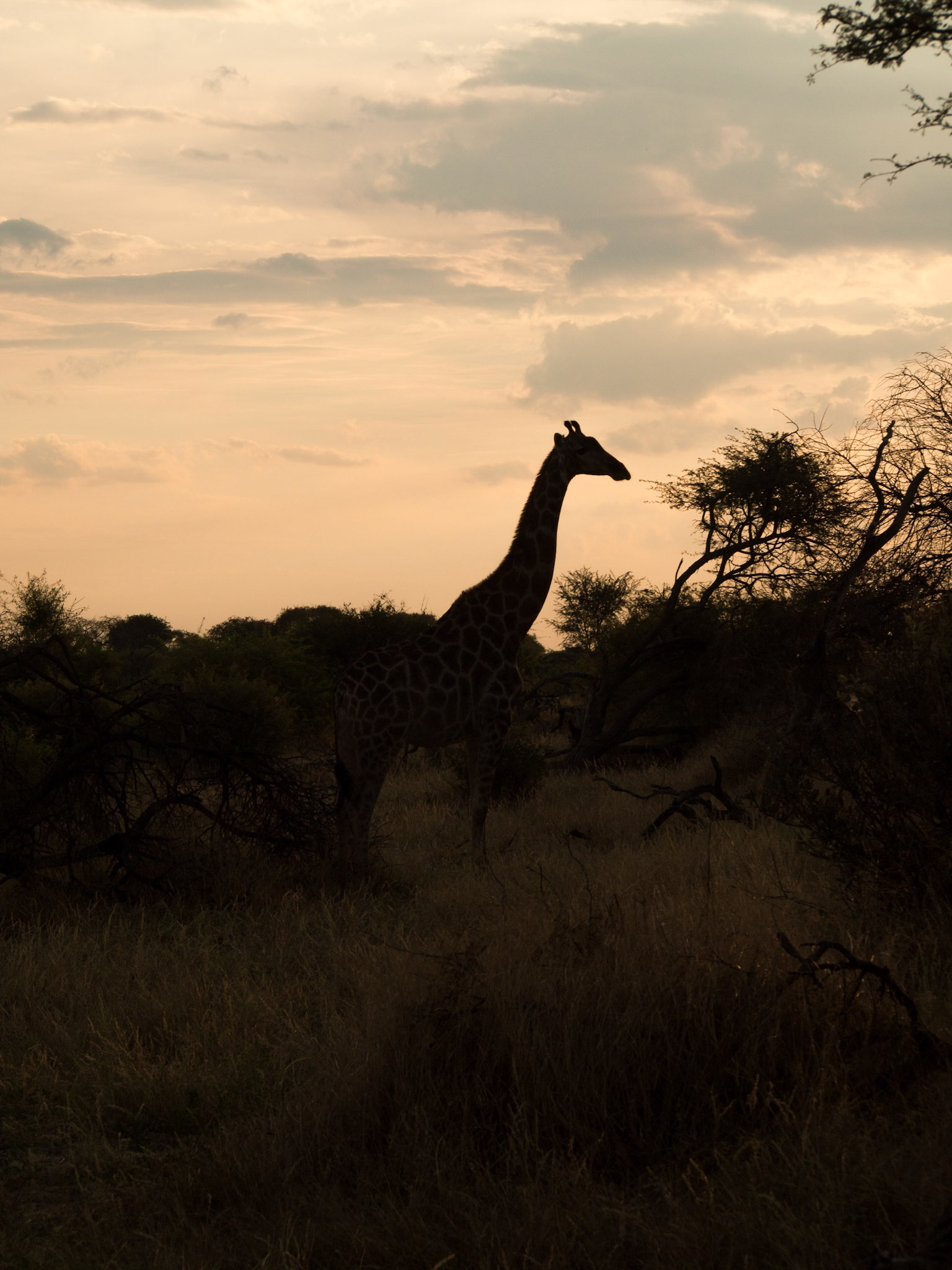 , North West, Botswana [Apr 2014]