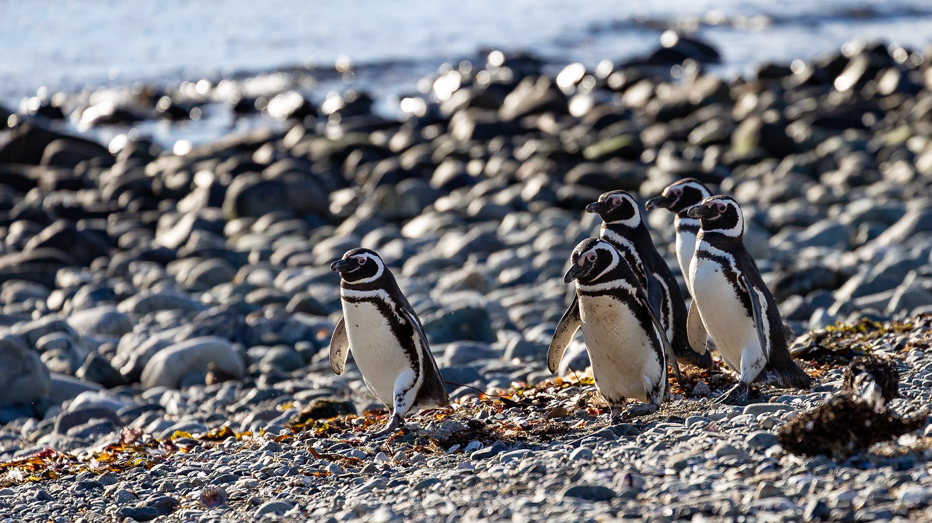 Punta Arenas, Magellan and the Chilean Antarctic, Chile [Jan 2024]