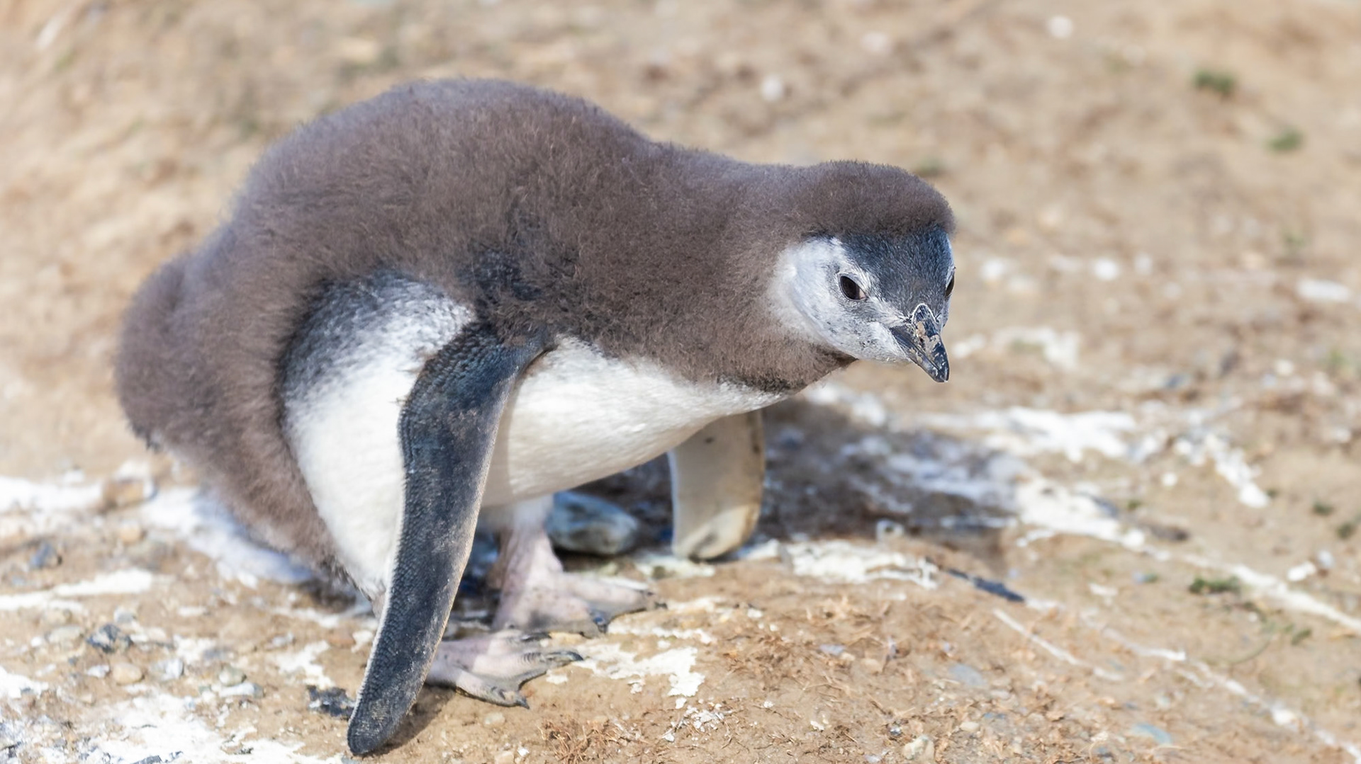 Punta Arenas, Magellan and the Chilean Antarctic, Chile [Jan 2024]