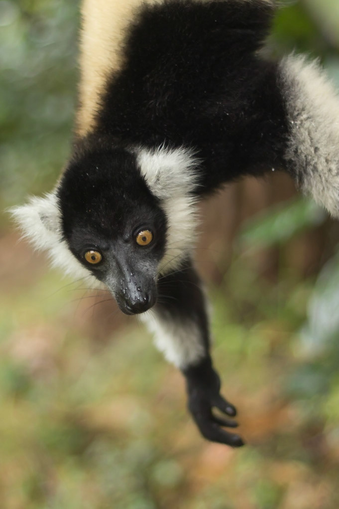 Vakona, Andasibe-Mantadia, Madagascar [Apr 2019]