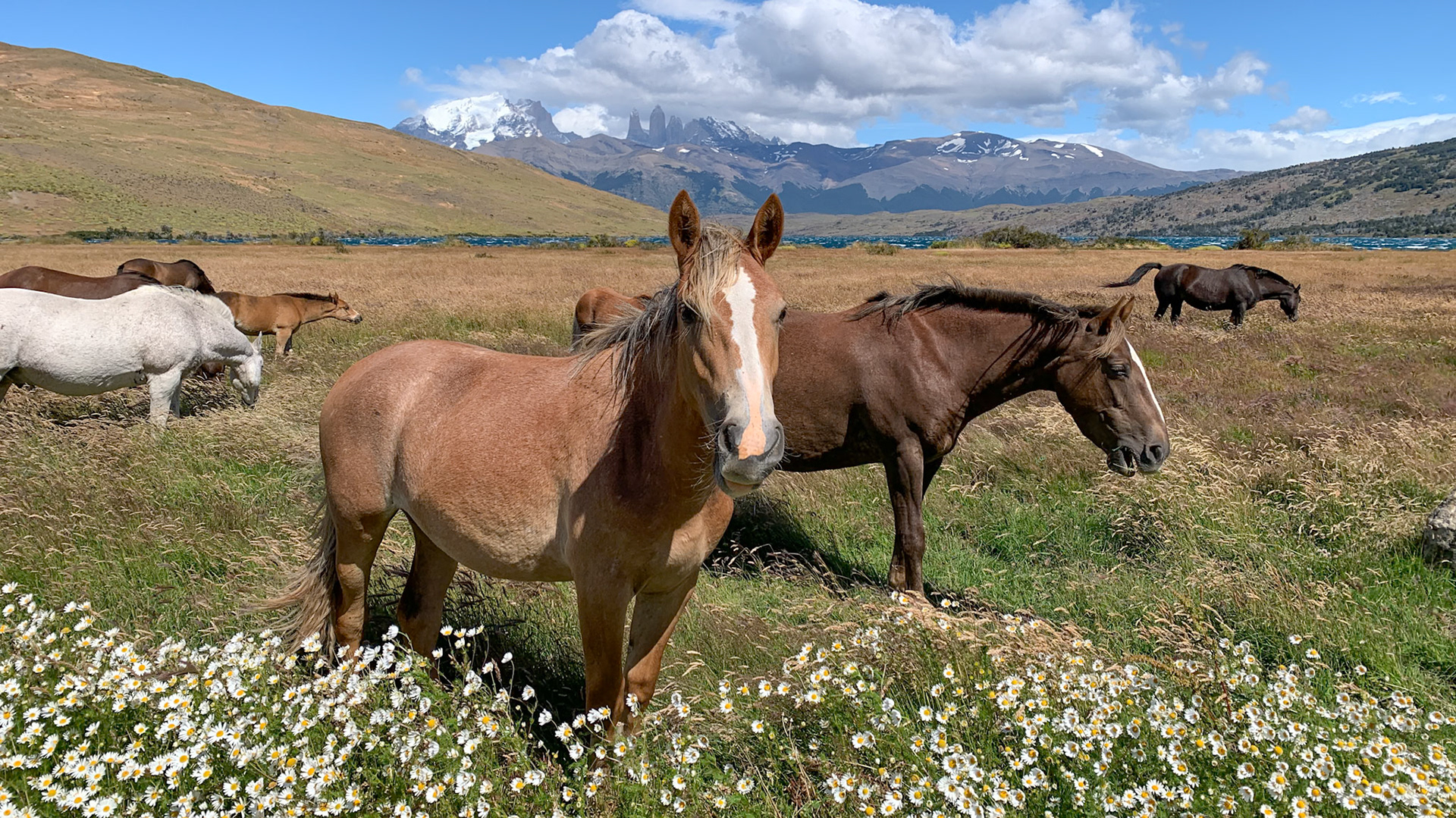 Torres del Paine, Magellan and the Chilean Antarctic, Chile [Feb 2024]