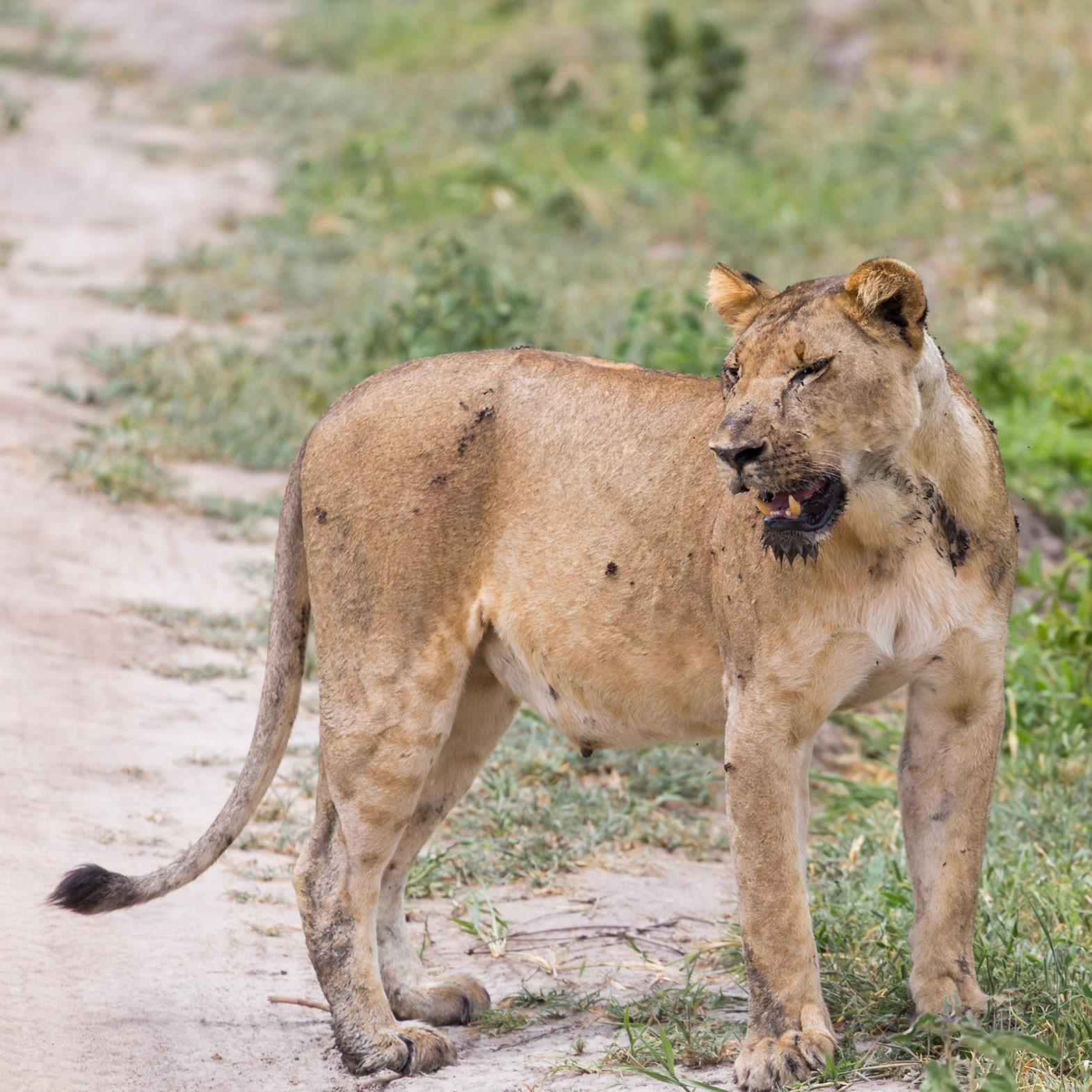 , Manyara, Tanzania [Jan 2023]